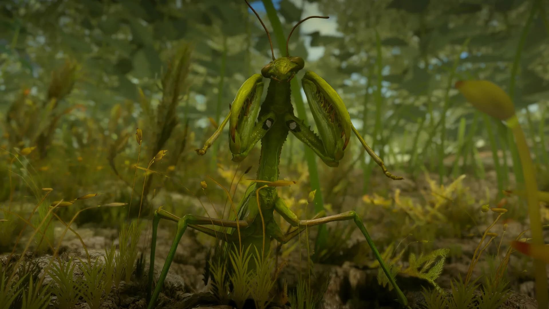 Insect Worlds görsel 12