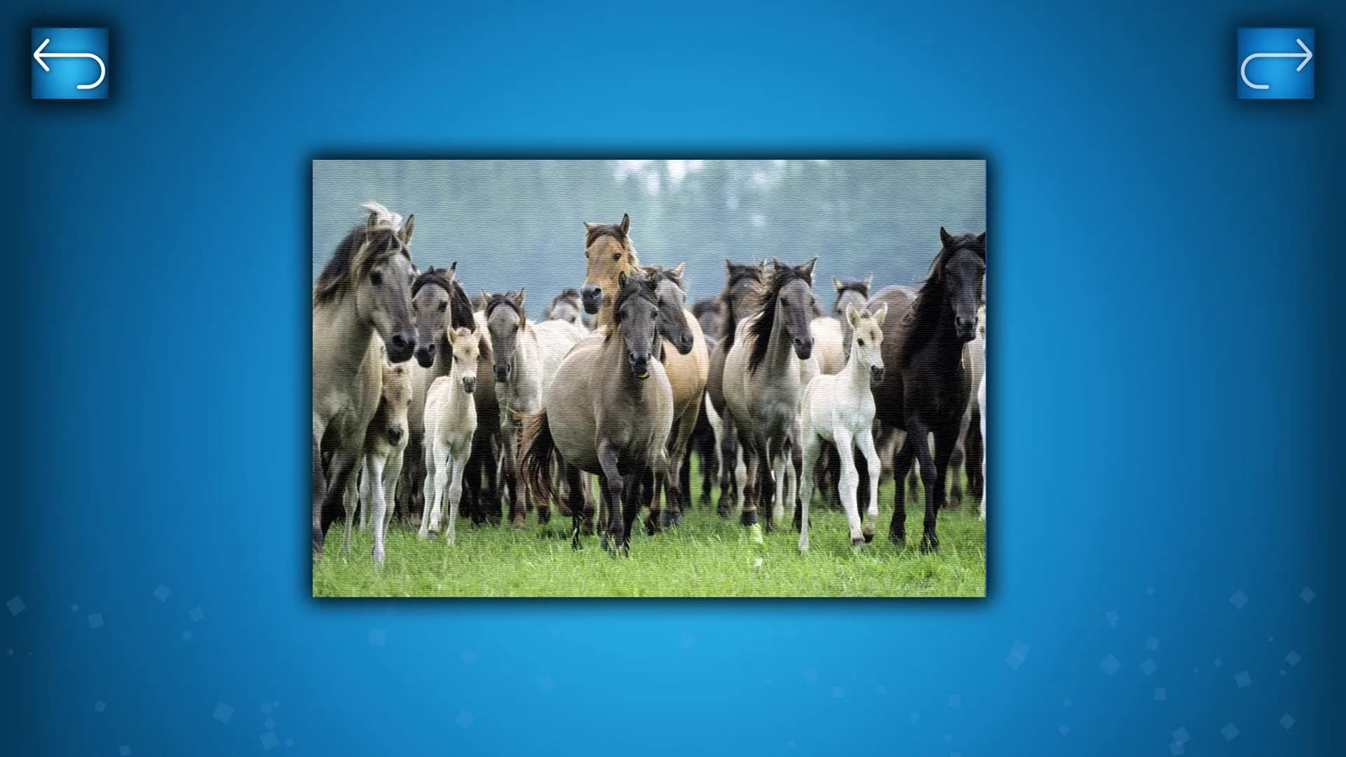PUZZLE: ANIMALS görsel 5