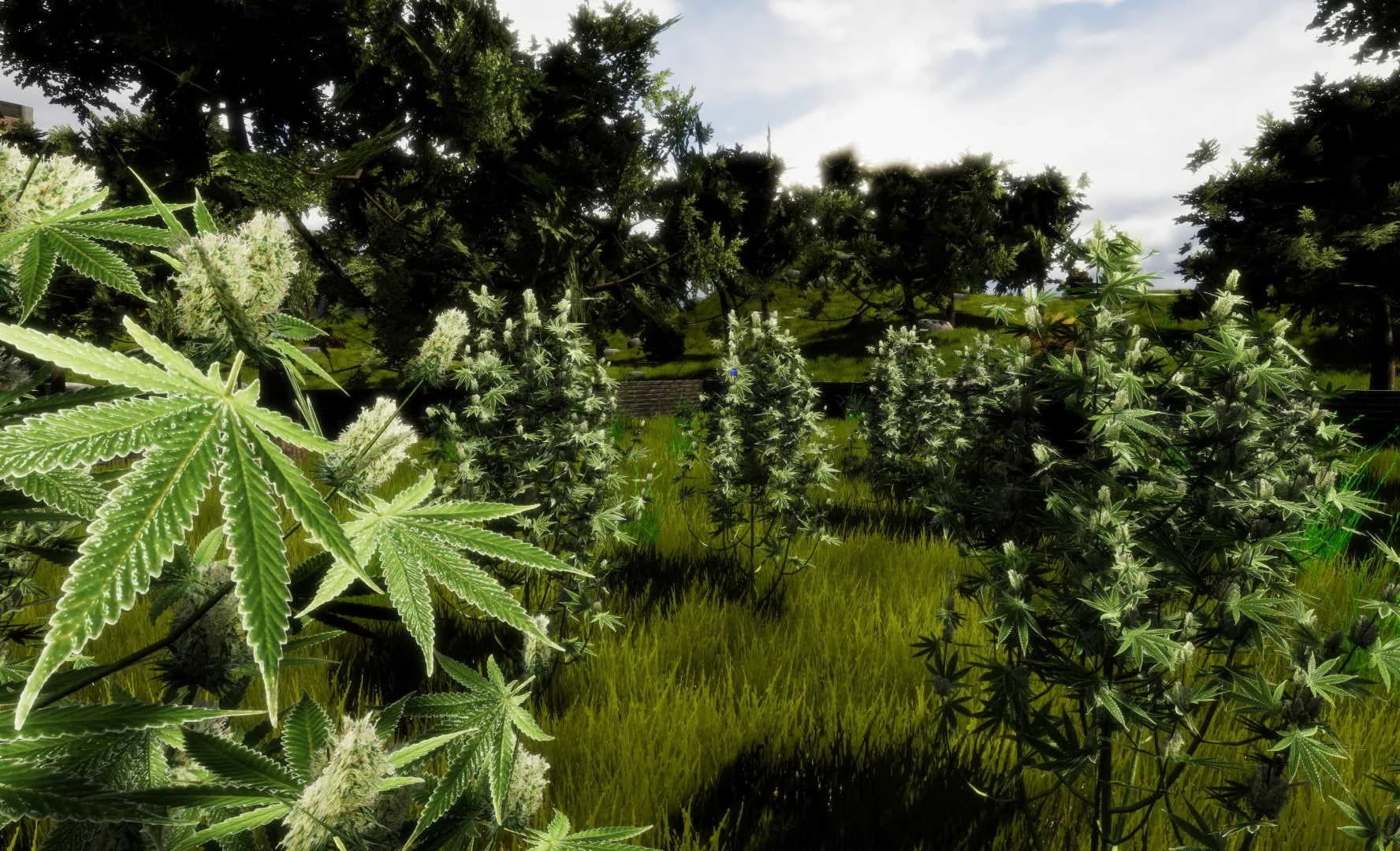Medicinal Herbs - Cannabis Grow Simulator görsel 13