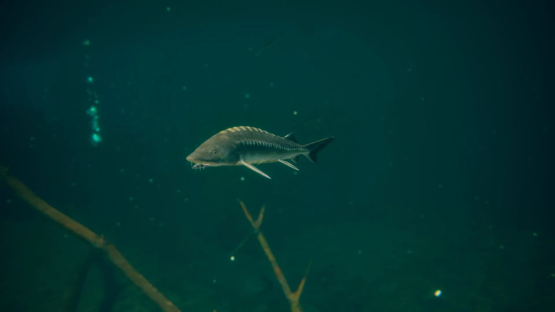 Ultimate Fishing® Simulator 2 görsel 19