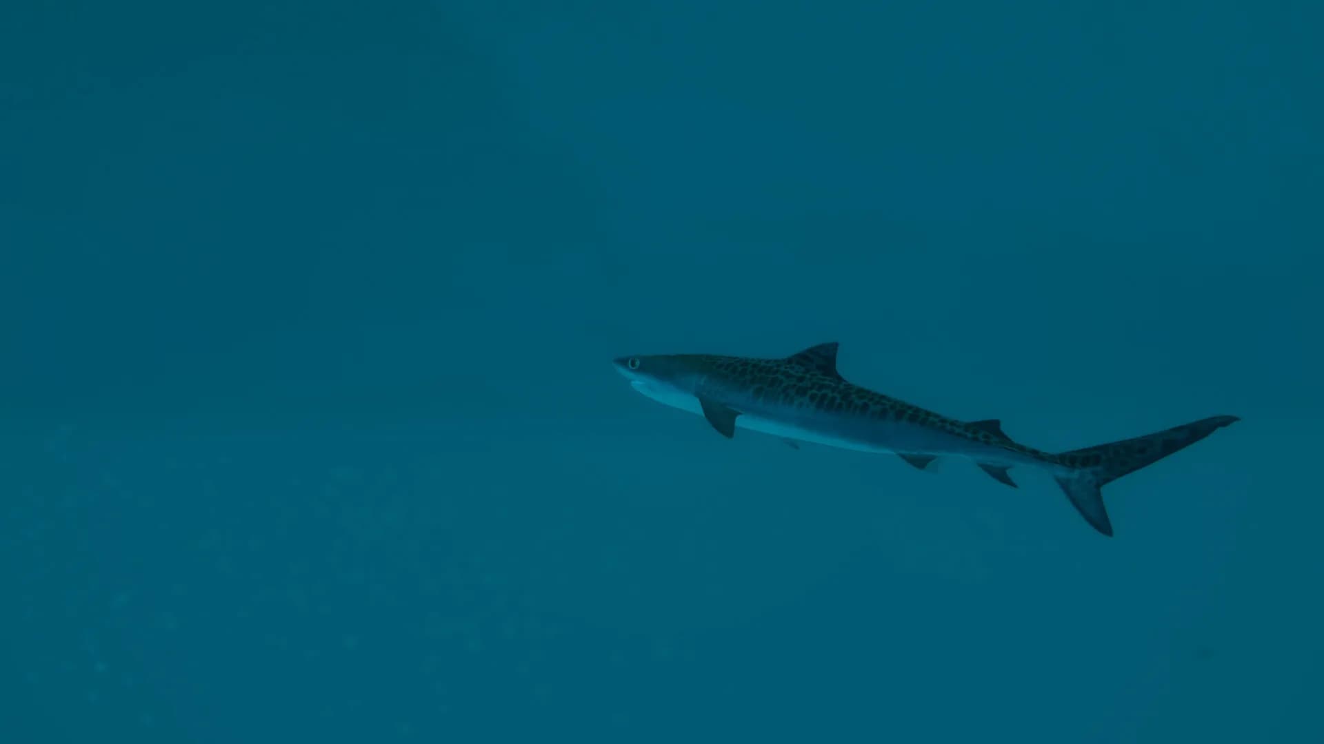Ultimate Fishing® Simulator 2 görsel 8