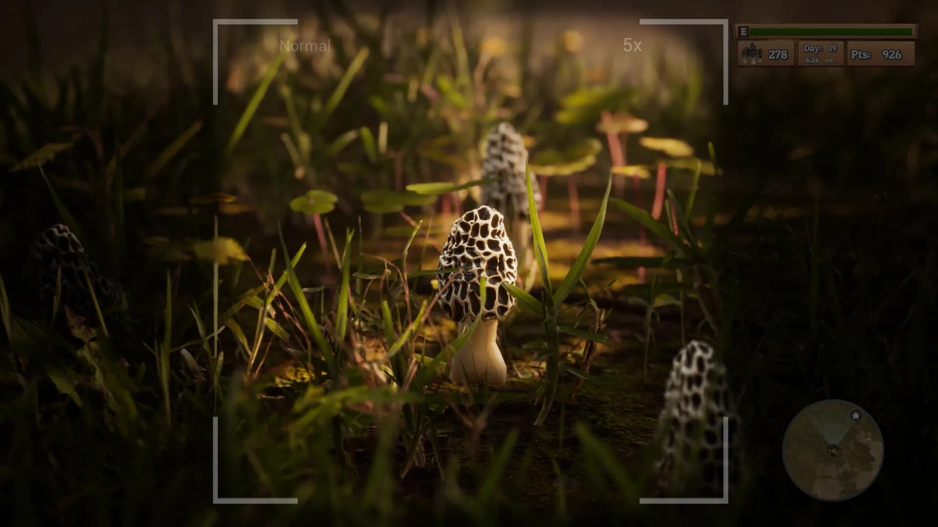 Morels: The Hunt görsel 2