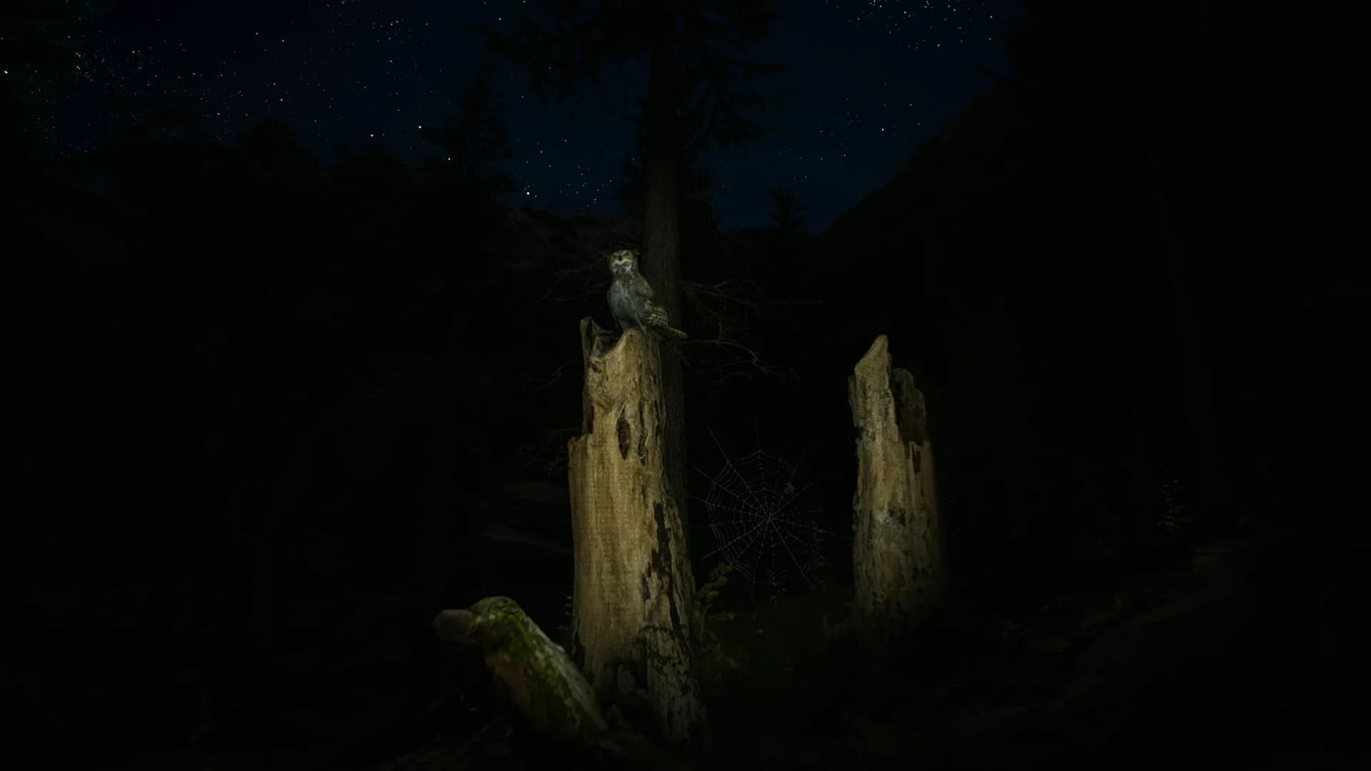 Morels: The Hunt görsel 27