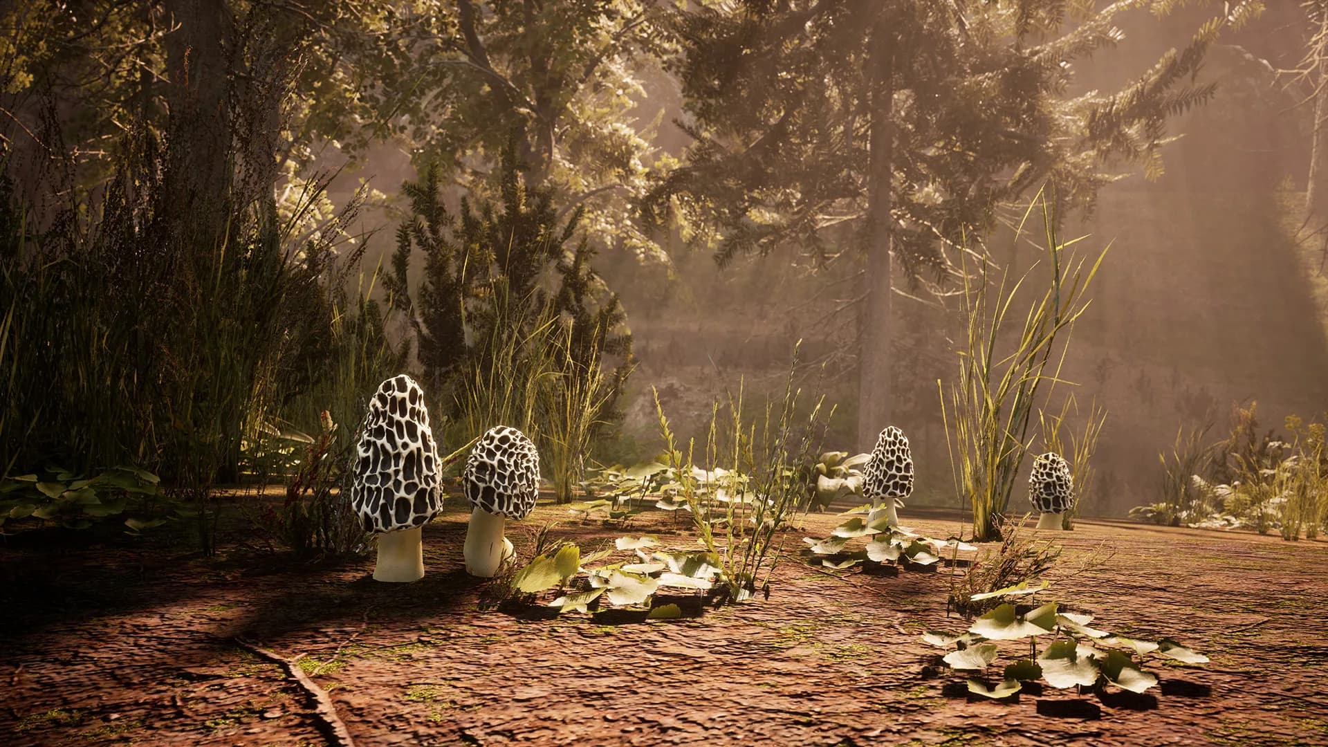 Morels: The Hunt görsel 6