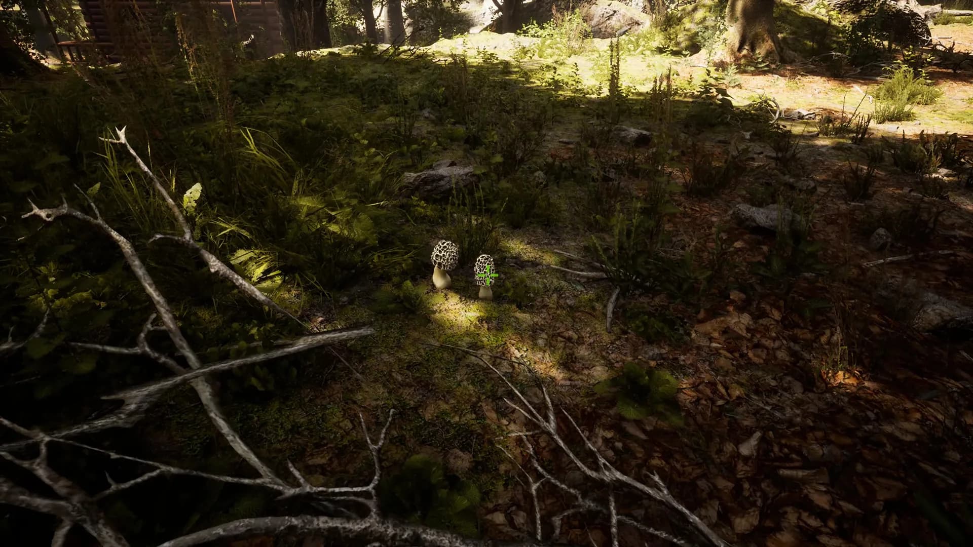 Morels: The Hunt görsel 8