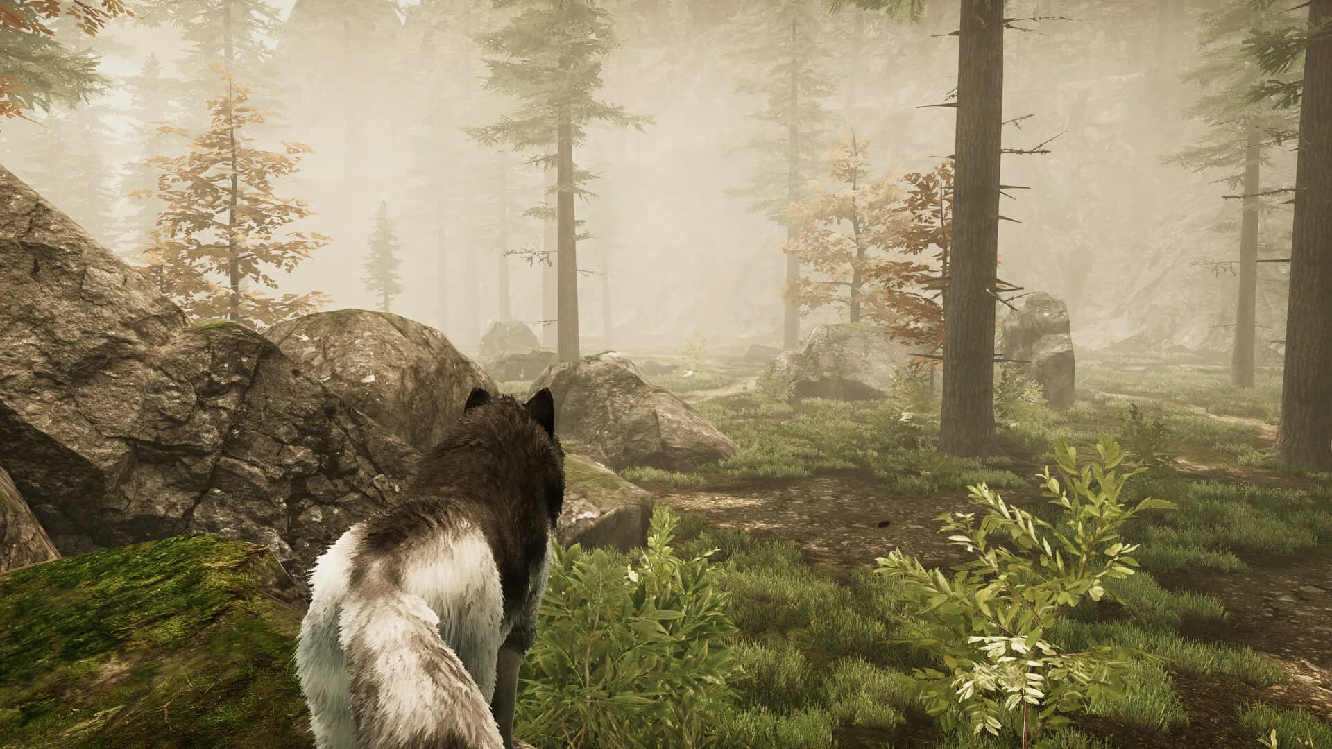 Tale Of A Wolf görsel 9