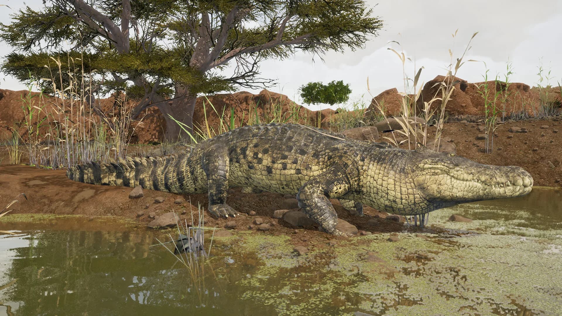 Animalia Survival görsel 14