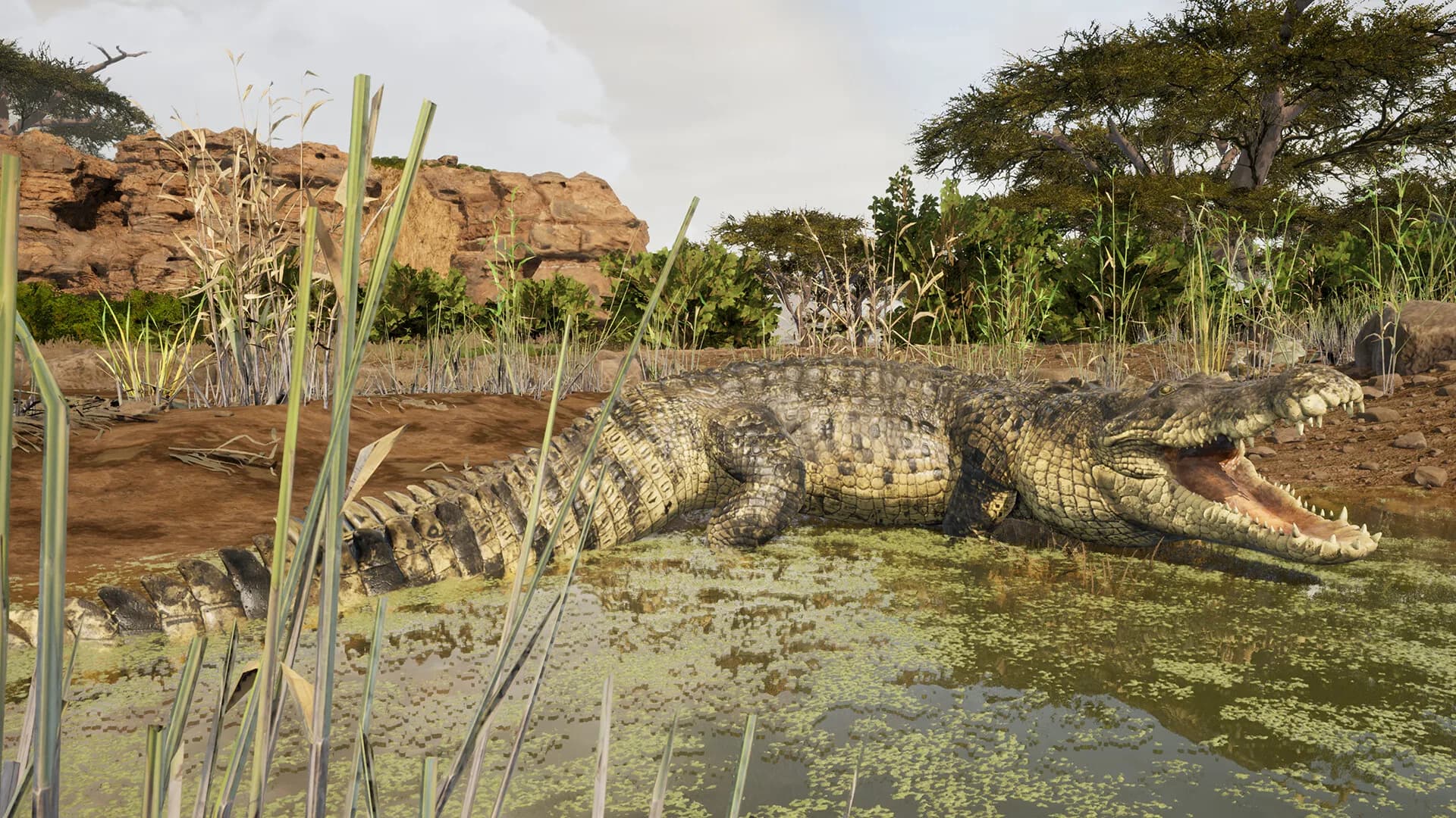Animalia Survival görsel 10