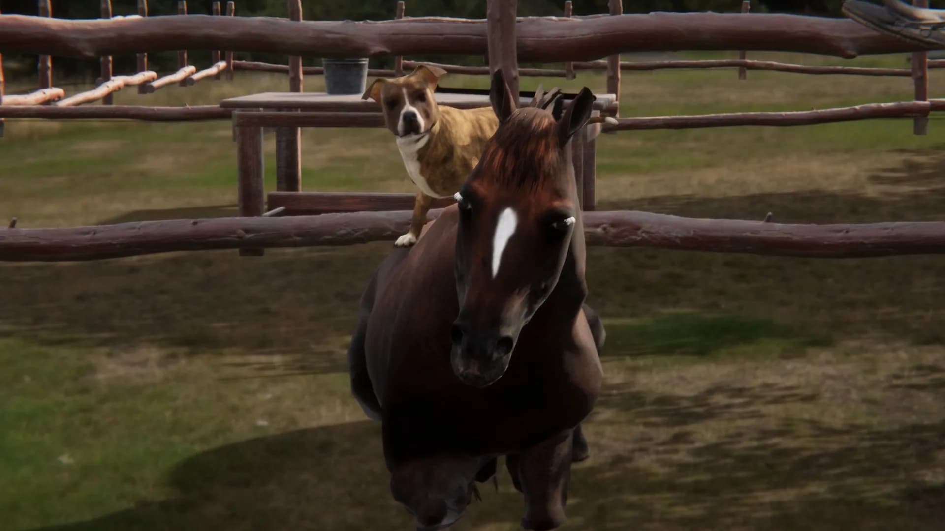 Animal Trainer görsel 8