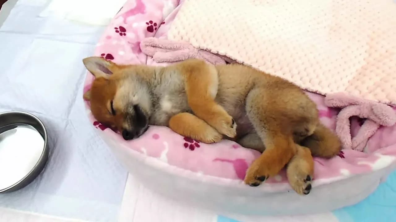 Shiba Mekuri 柴めくり görsel 5