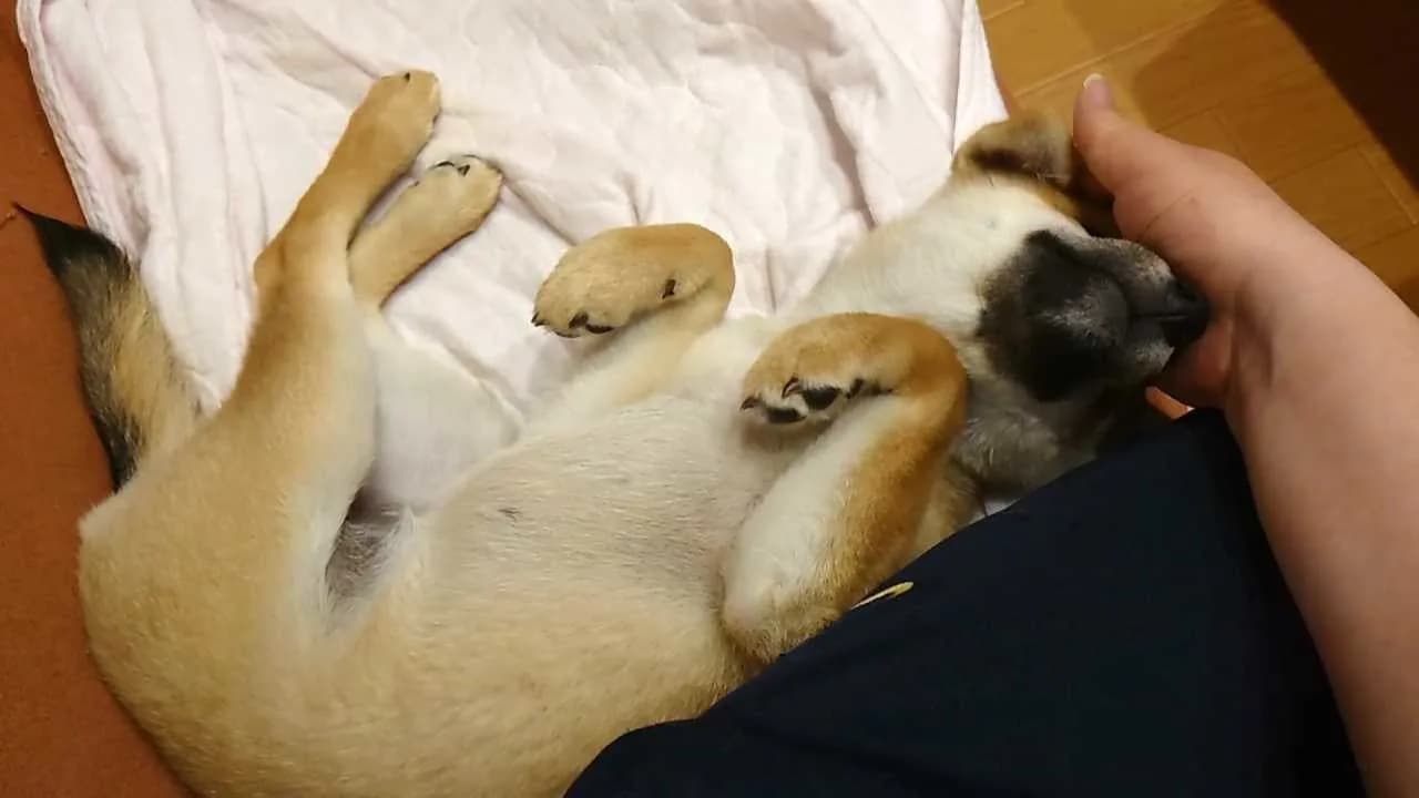 Shiba Mekuri 柴めくり görsel 6