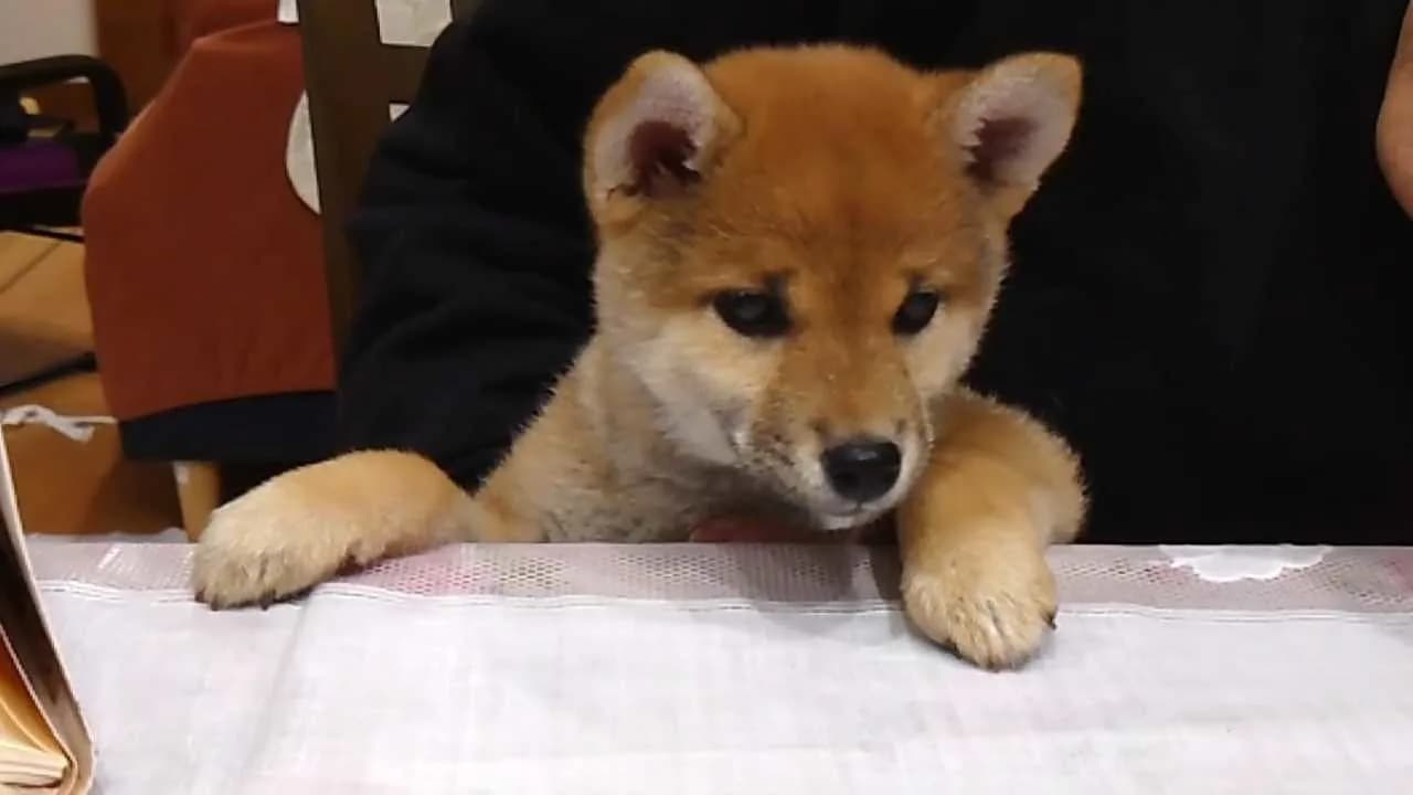 Shiba Mekuri 柴めくり görsel 7