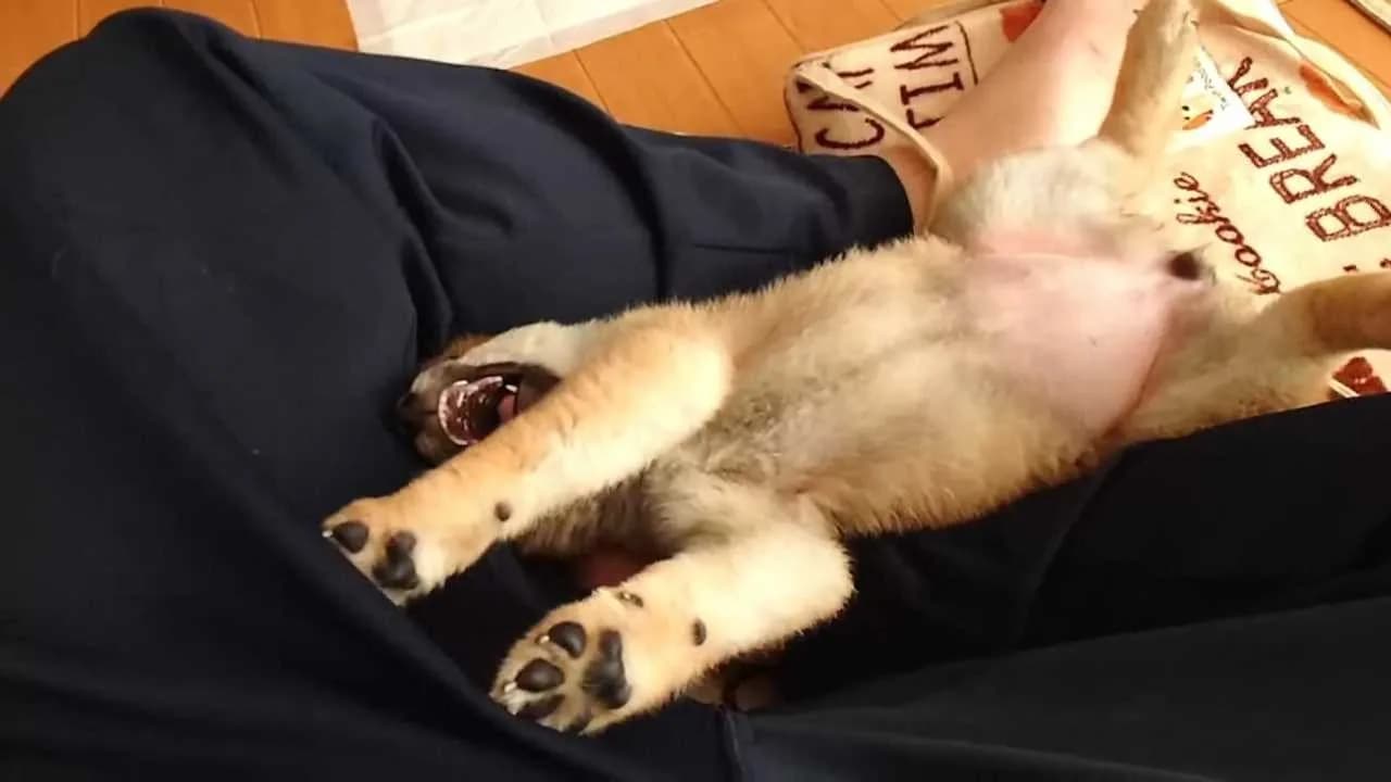 Shiba Mekuri 柴めくり görsel 8