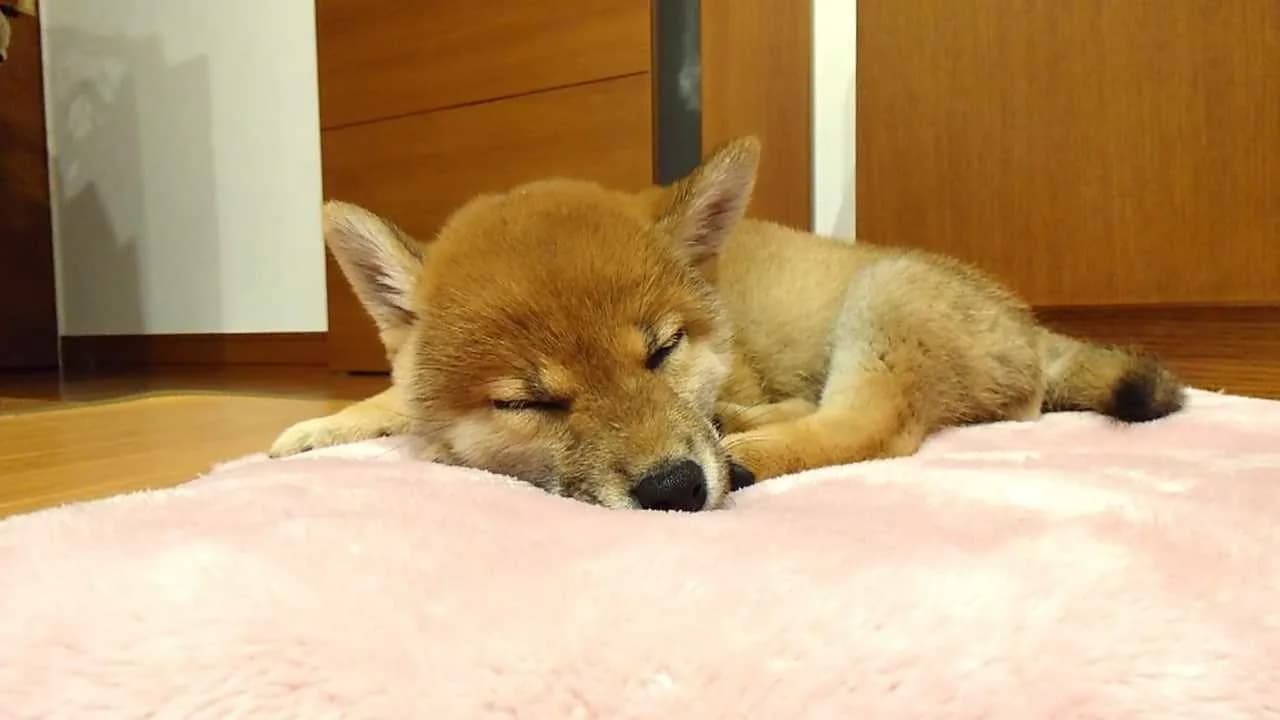 Shiba Mekuri 柴めくり görsel 9