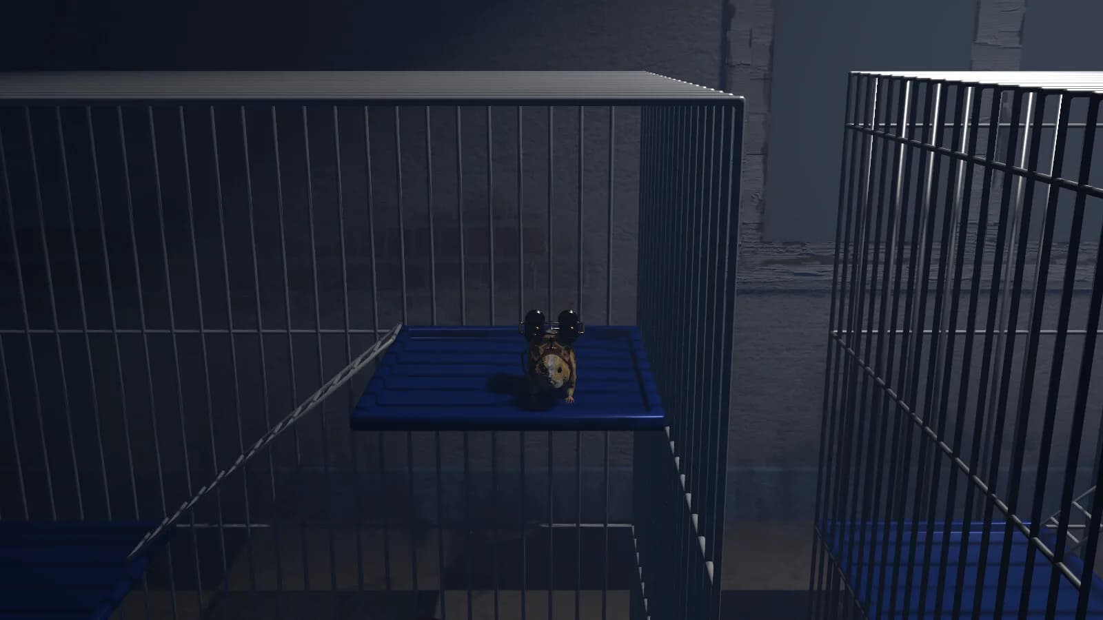 Guinea Pig görsel 6
