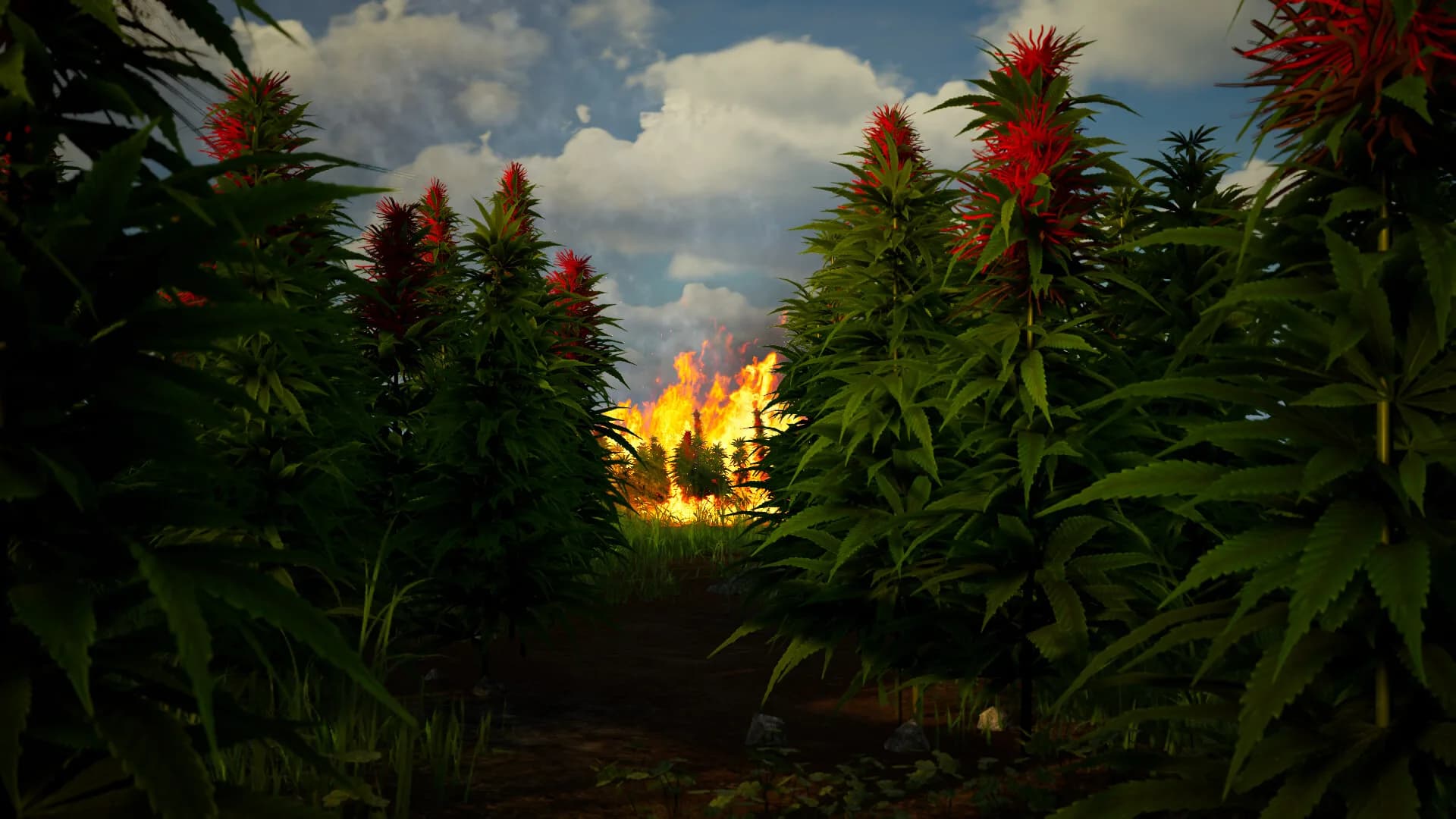 Illegal Plantation görsel 5