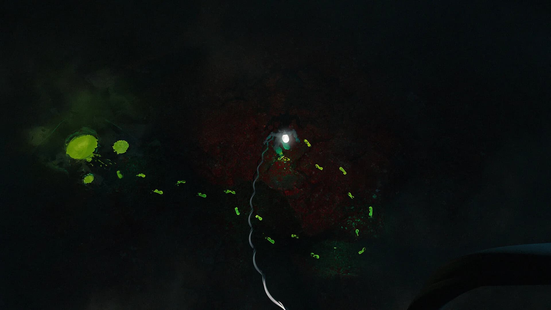 Umbilical görsel 7
