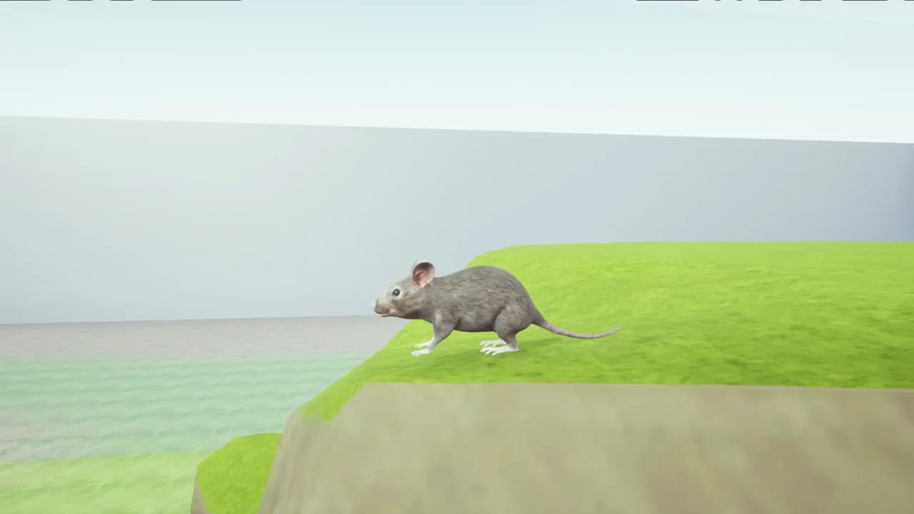 RAT MEMORY görsel 2