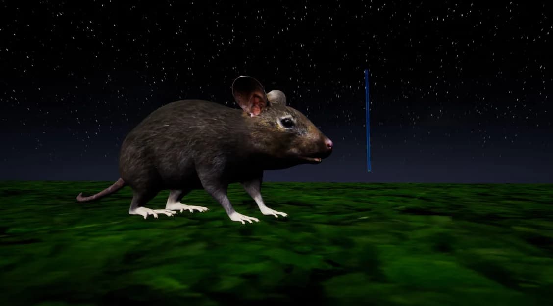 RAT MEMORY görsel 10