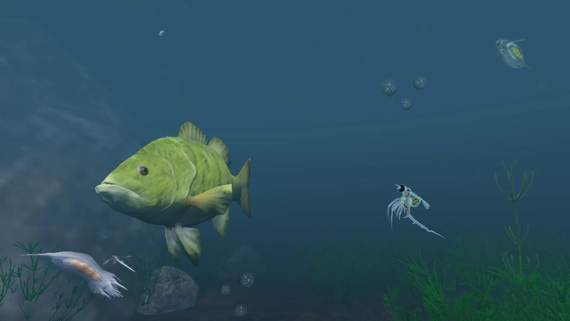 The Aquatic Messenger görsel 5