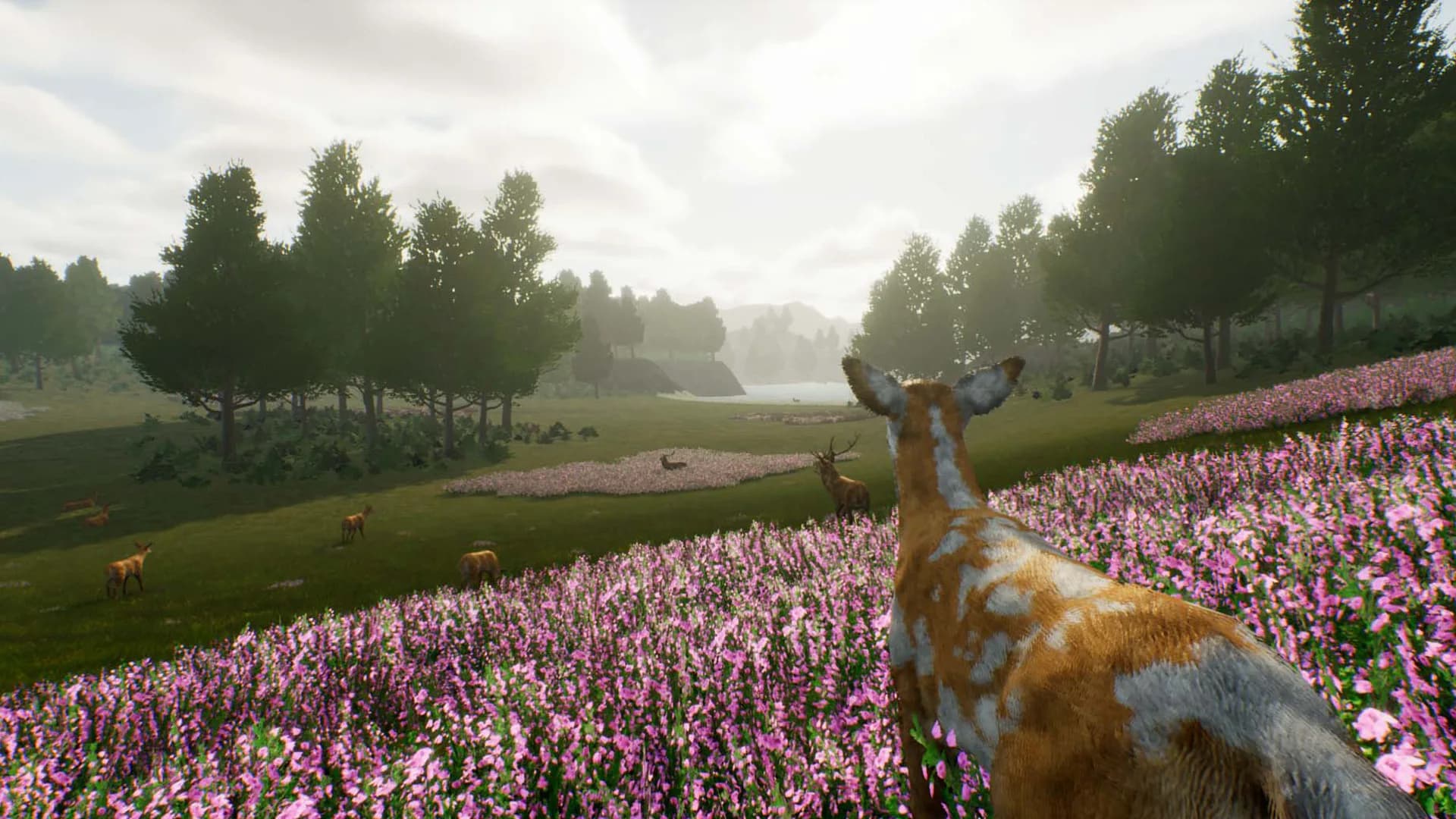 Deer Journey görsel 3