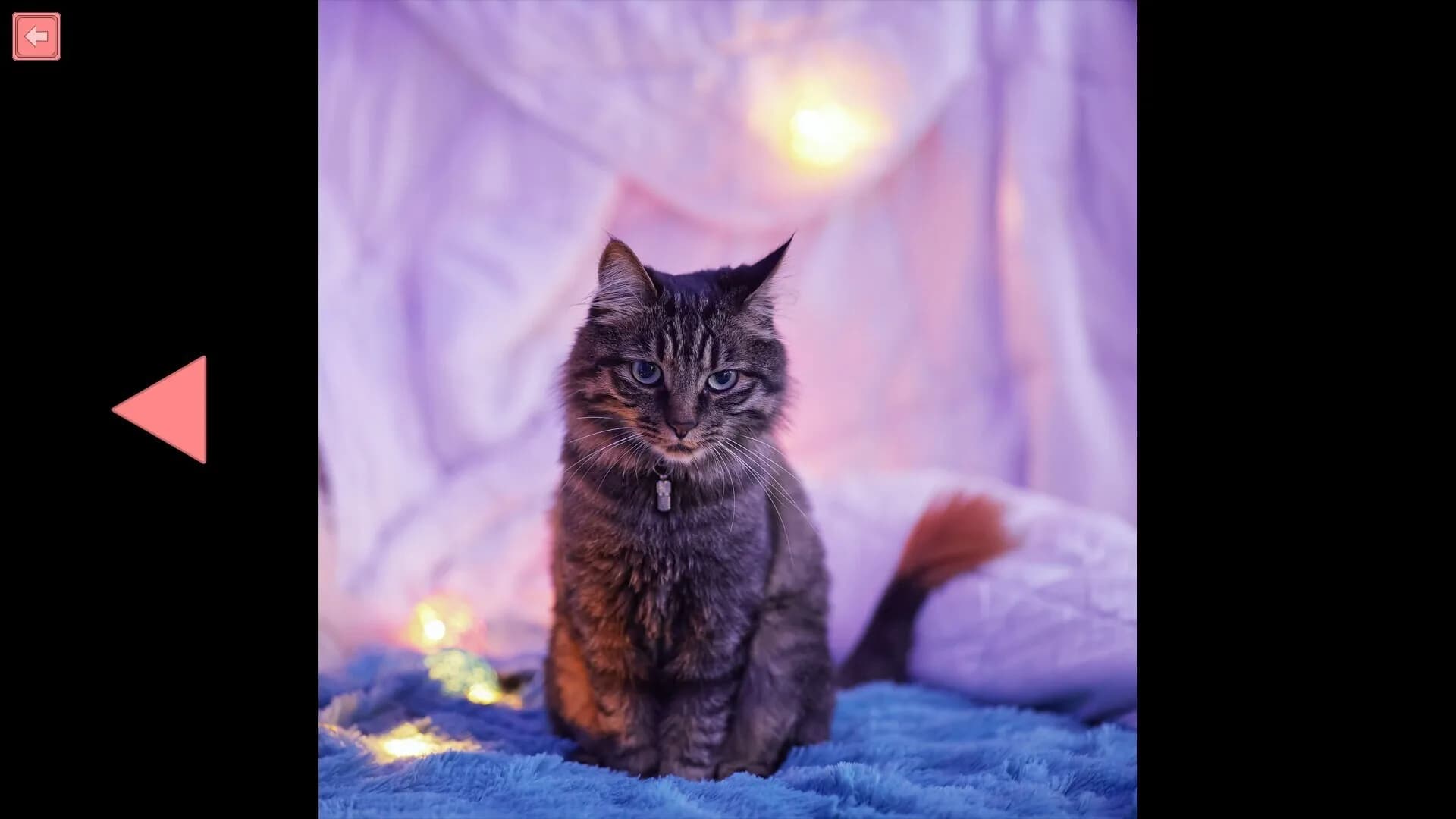 TitTok Kitty görsel 7