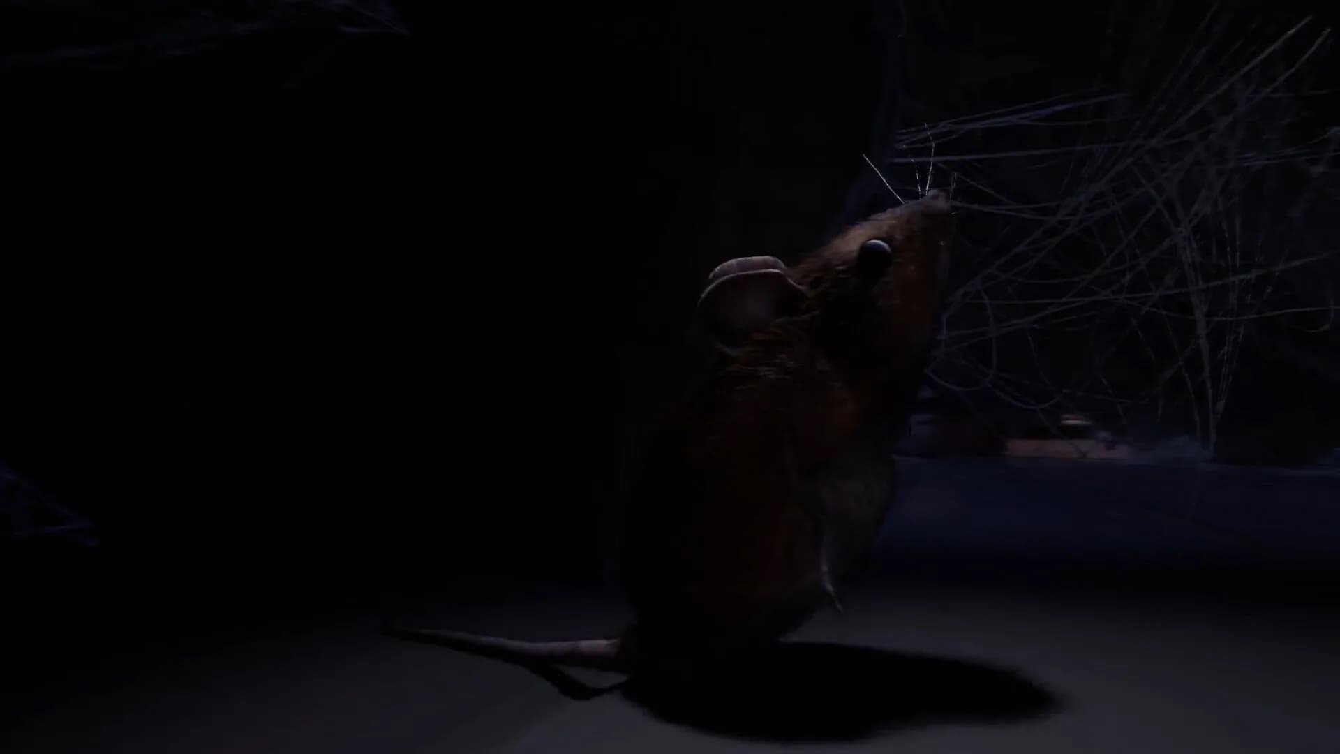 About A Mouse görsel 4