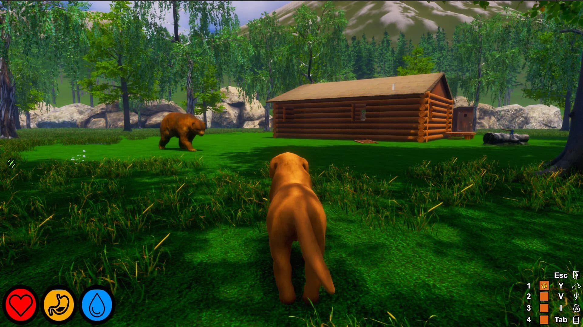 Lost Paws görsel 12
