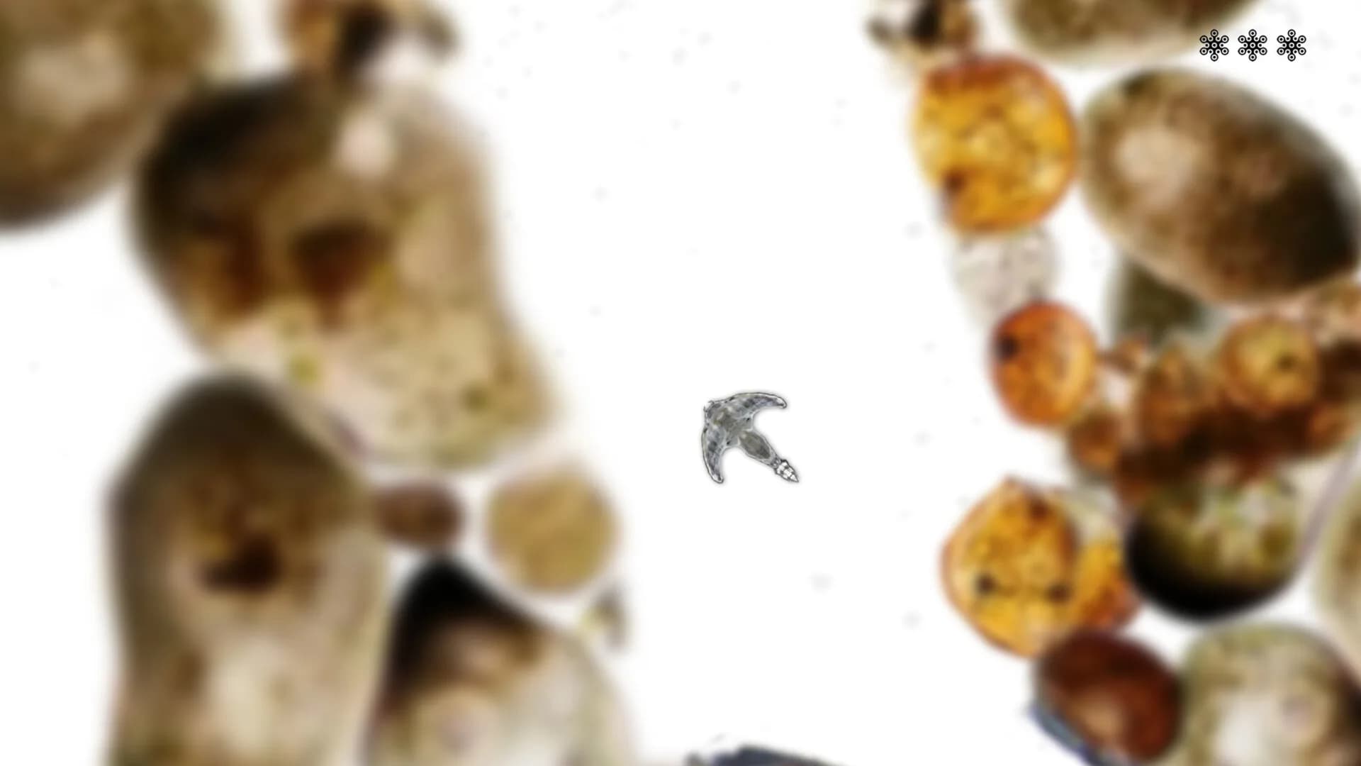 MICROSCOPIC görsel 7