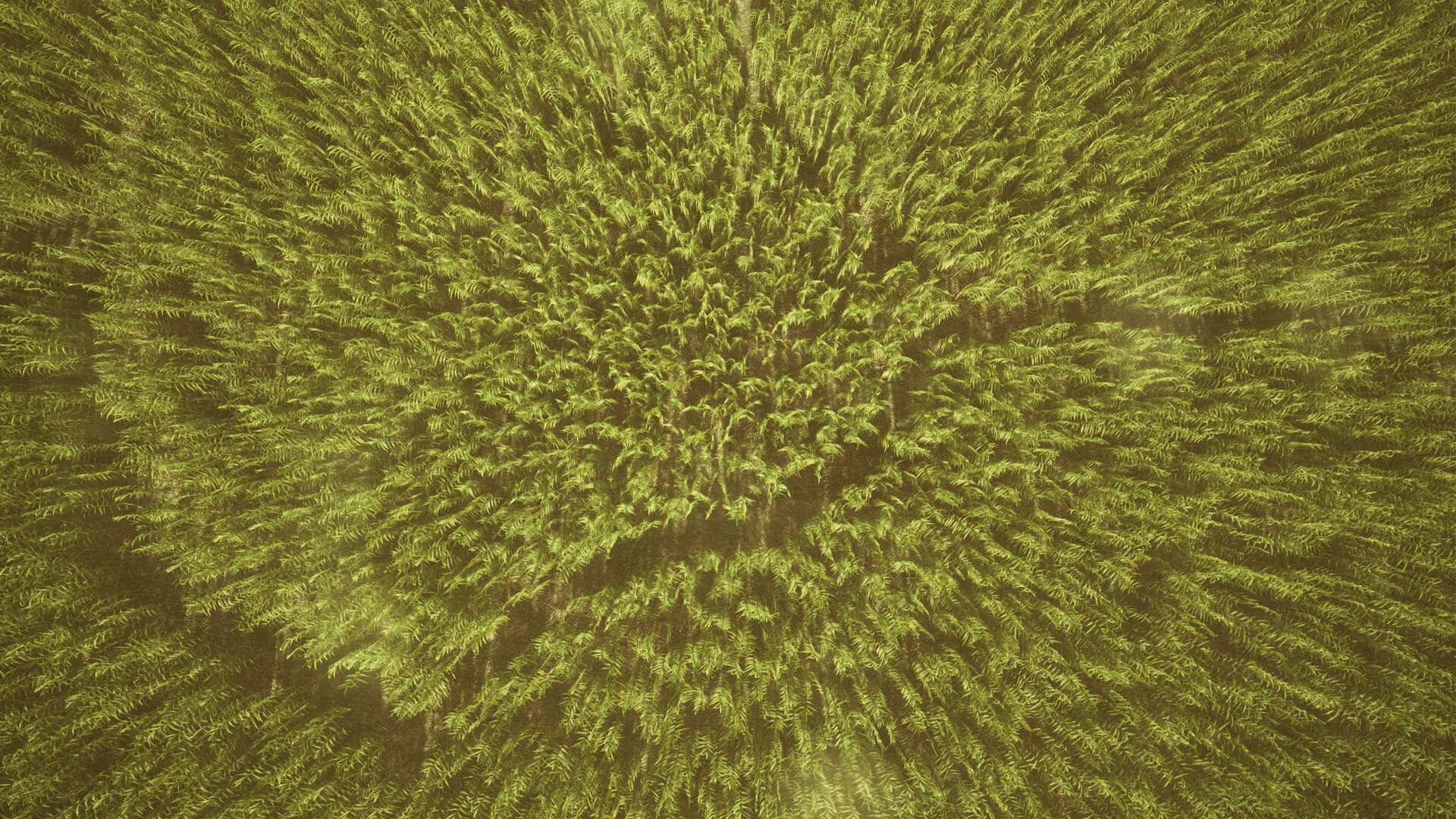 Outfield görsel 7