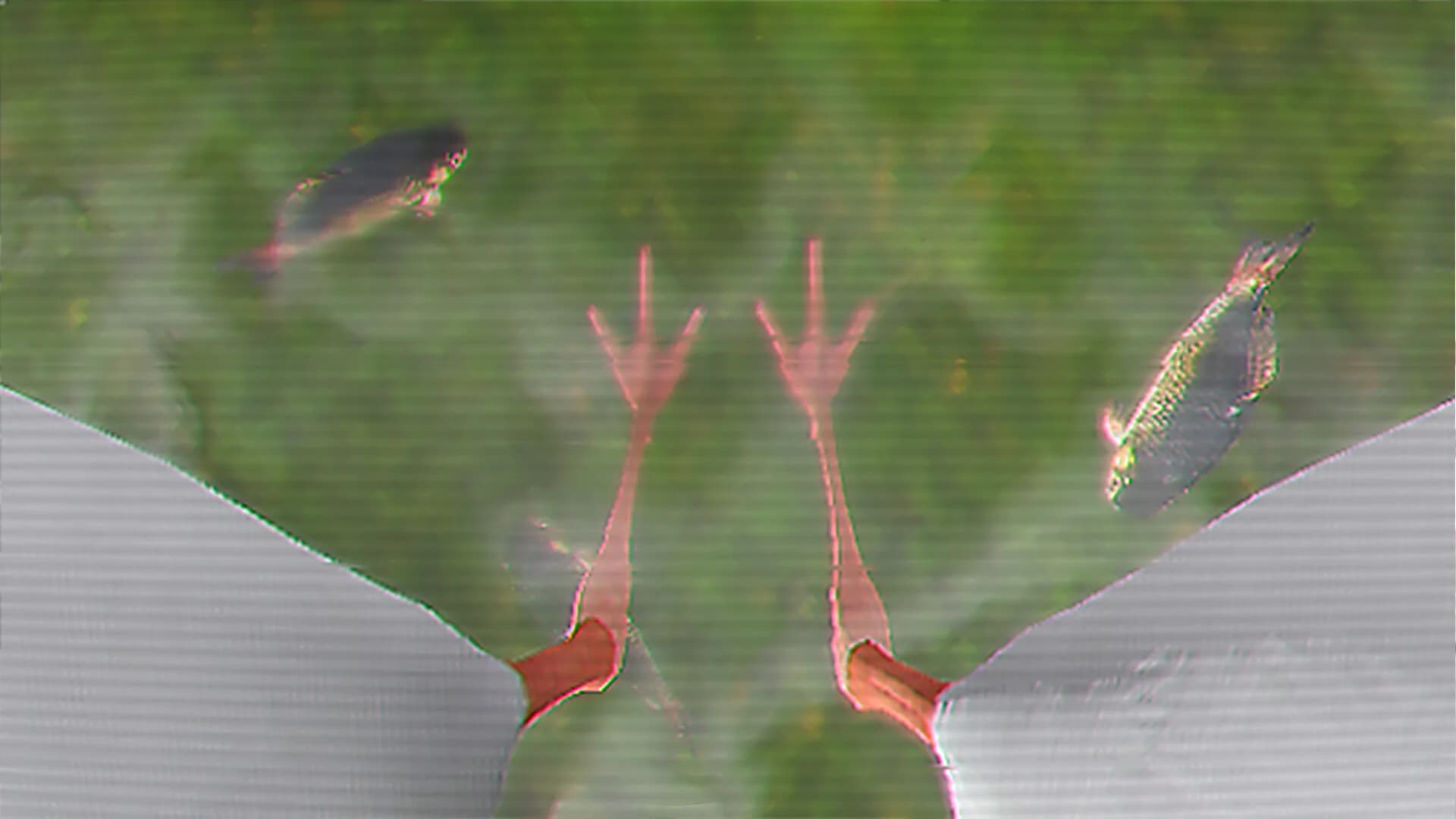 IBIS AM görsel 2