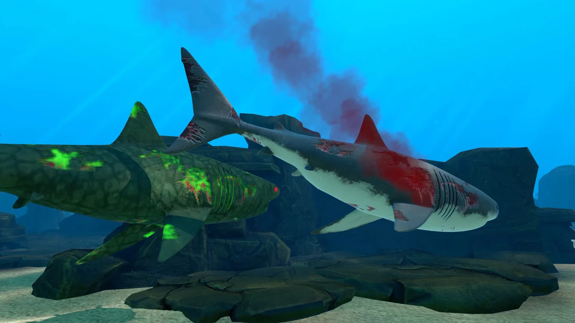 SHARKS görsel 7