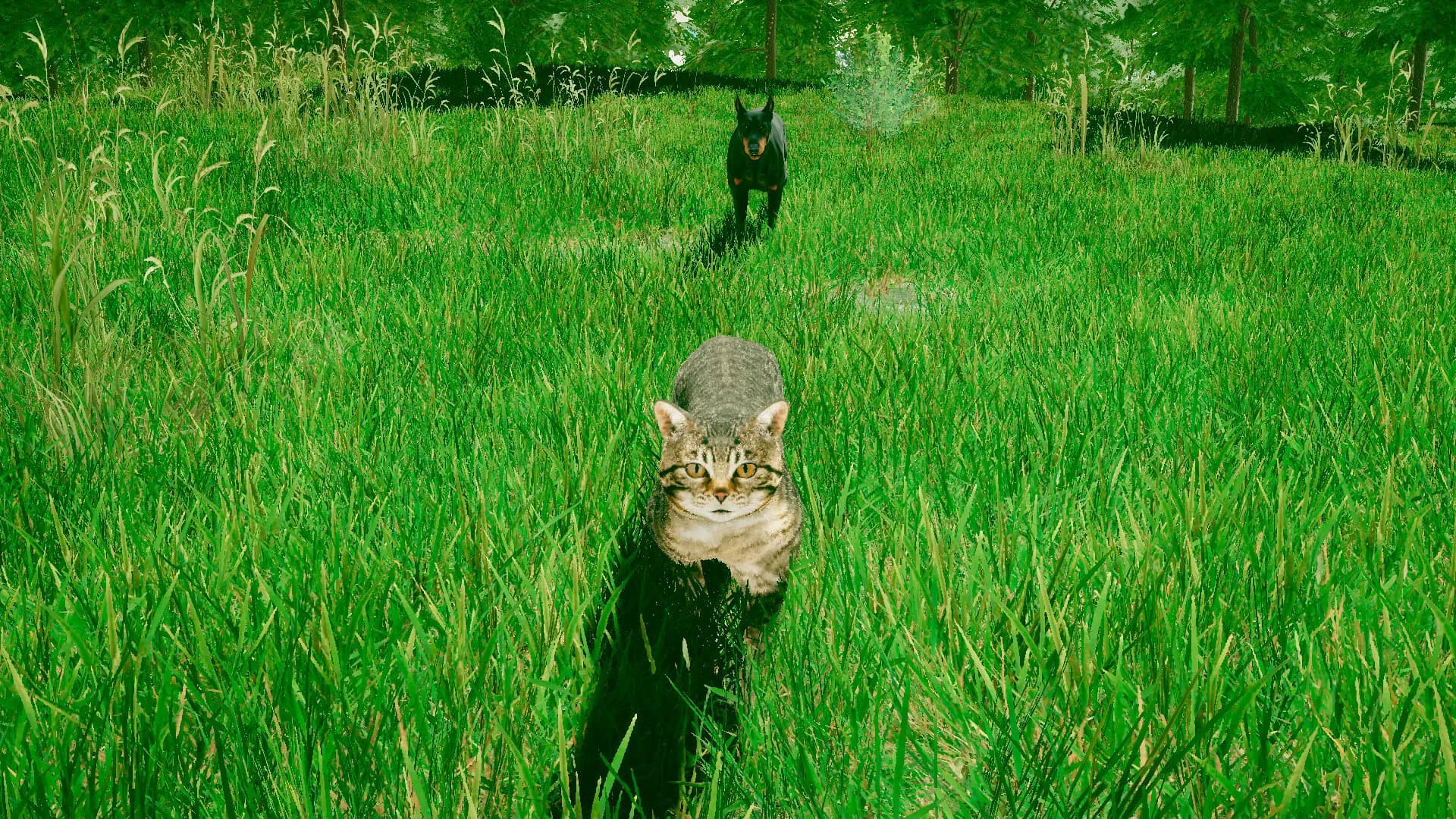 Kedi oyun simülatörü (Cats game) görsel 3