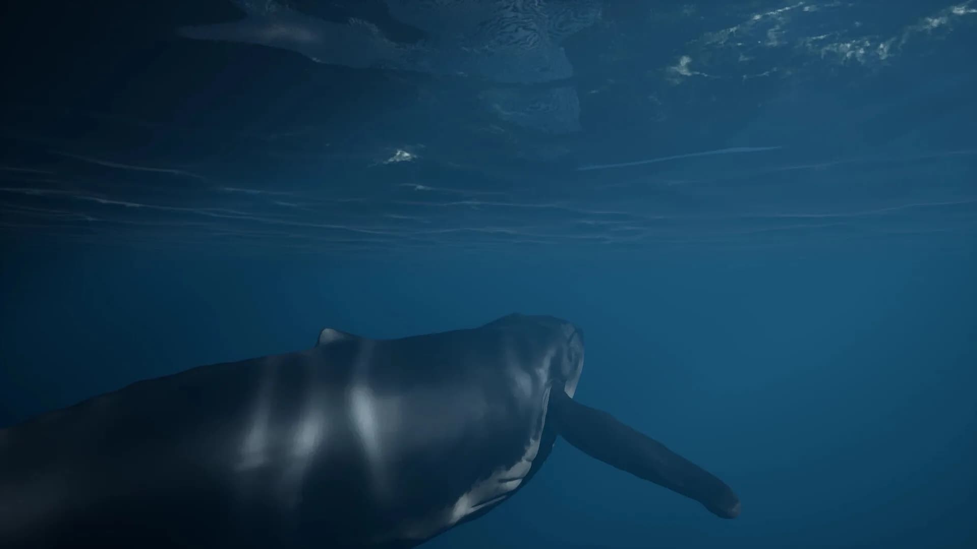Whale Fall görsel 6
