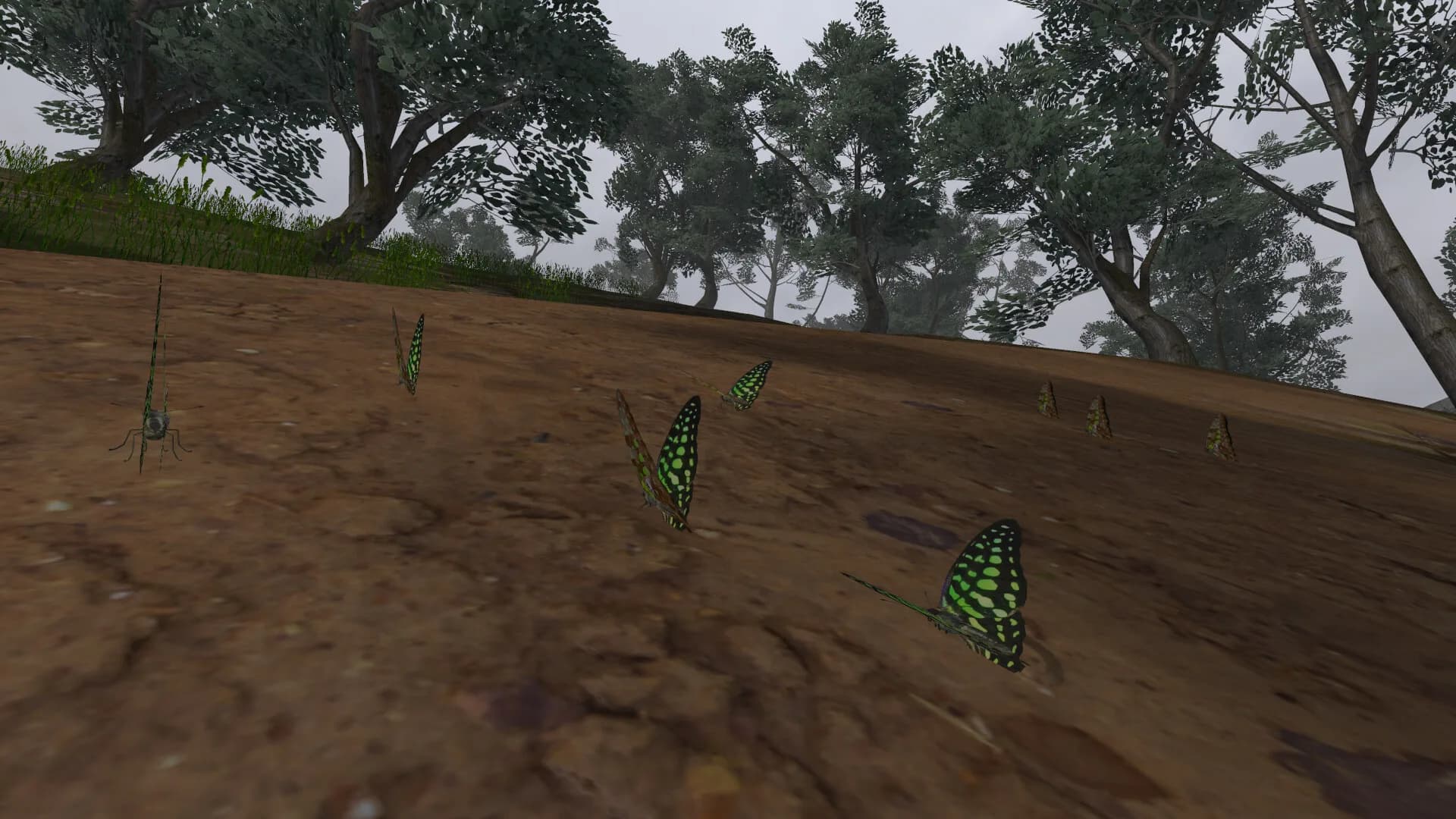 Lepidoptera görsel 12