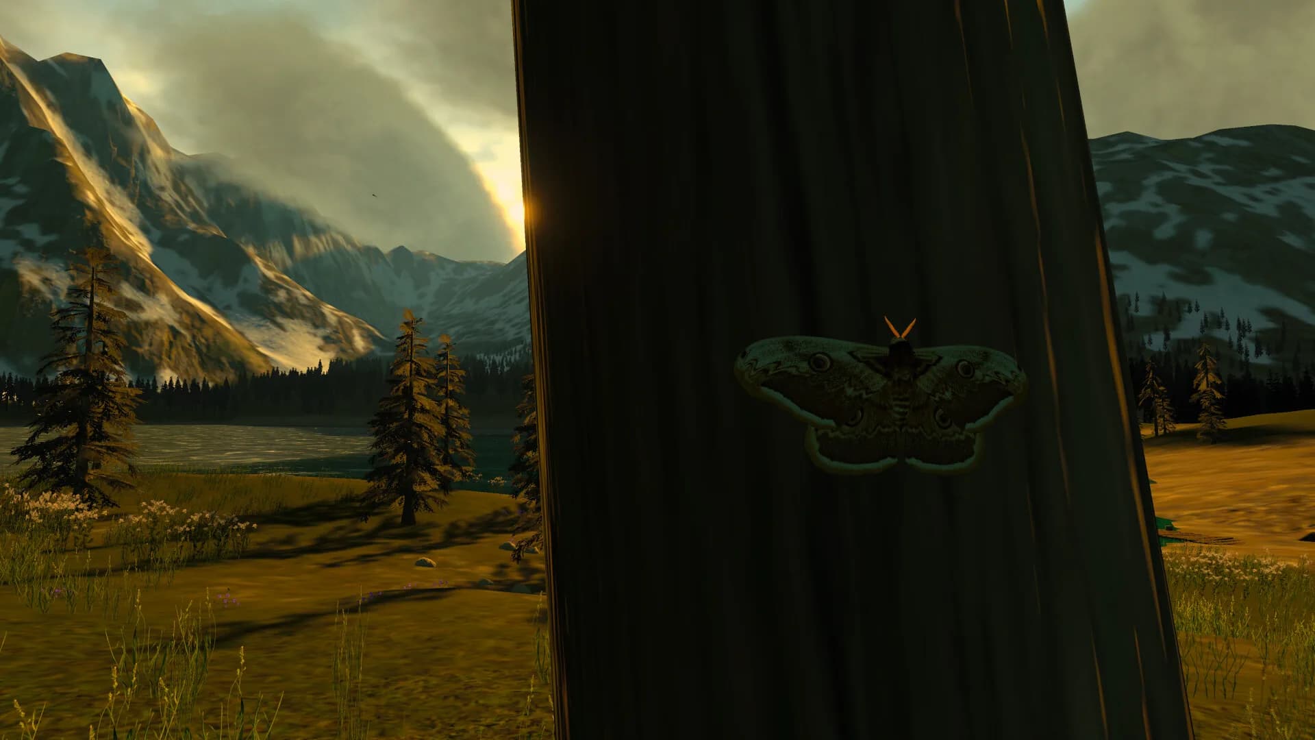 Lepidoptera görsel 6