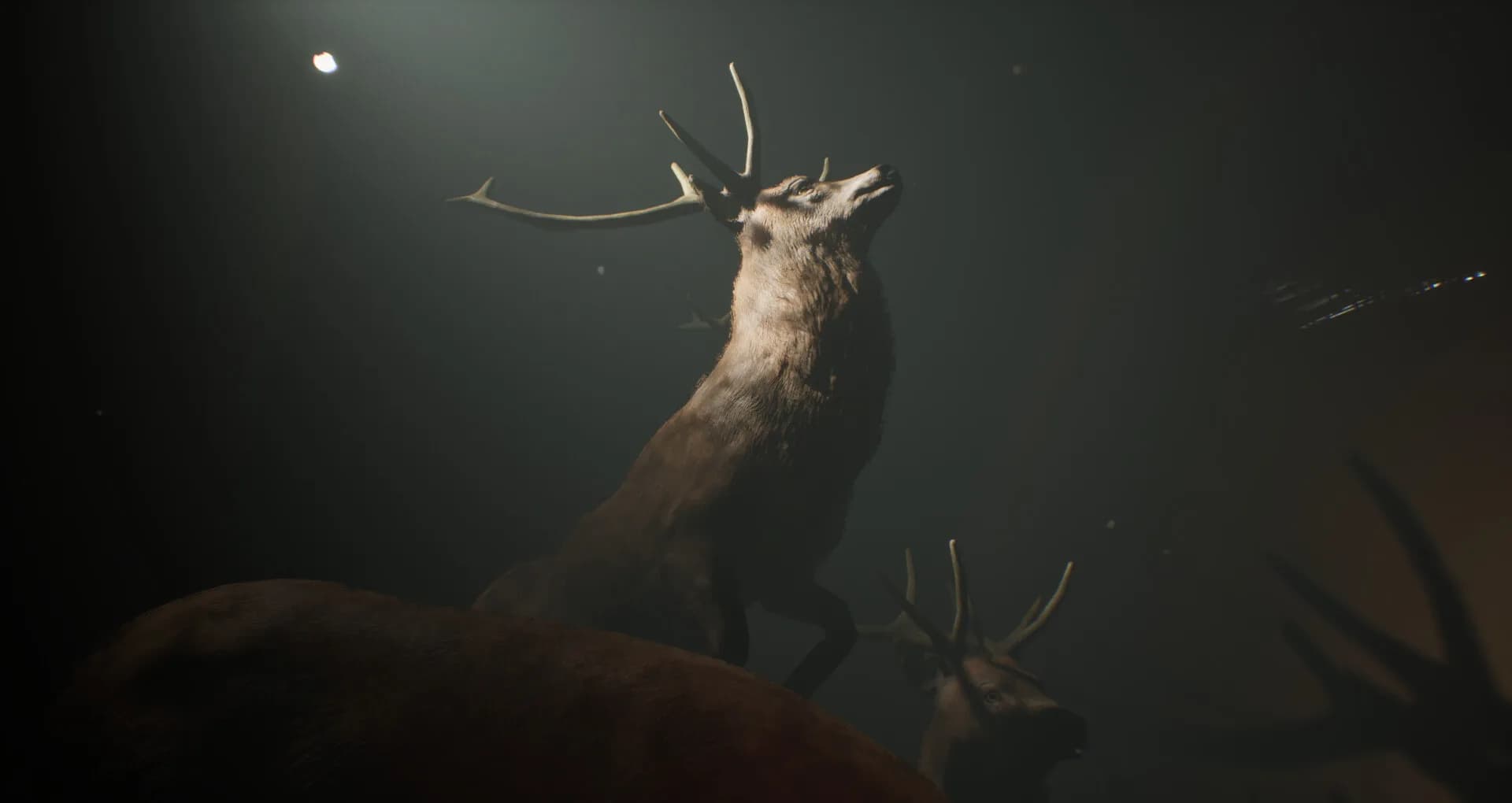 Project 13: Taxidermy Trails görsel 2