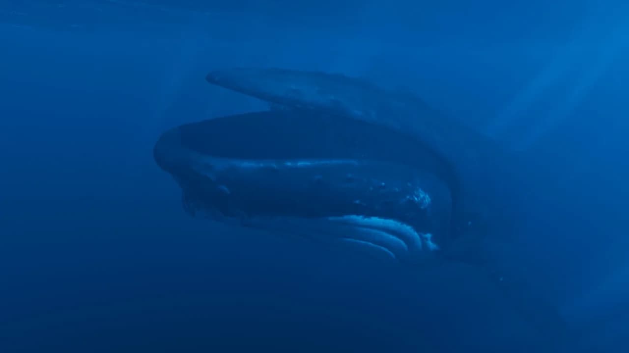 Obscurum görsel 8