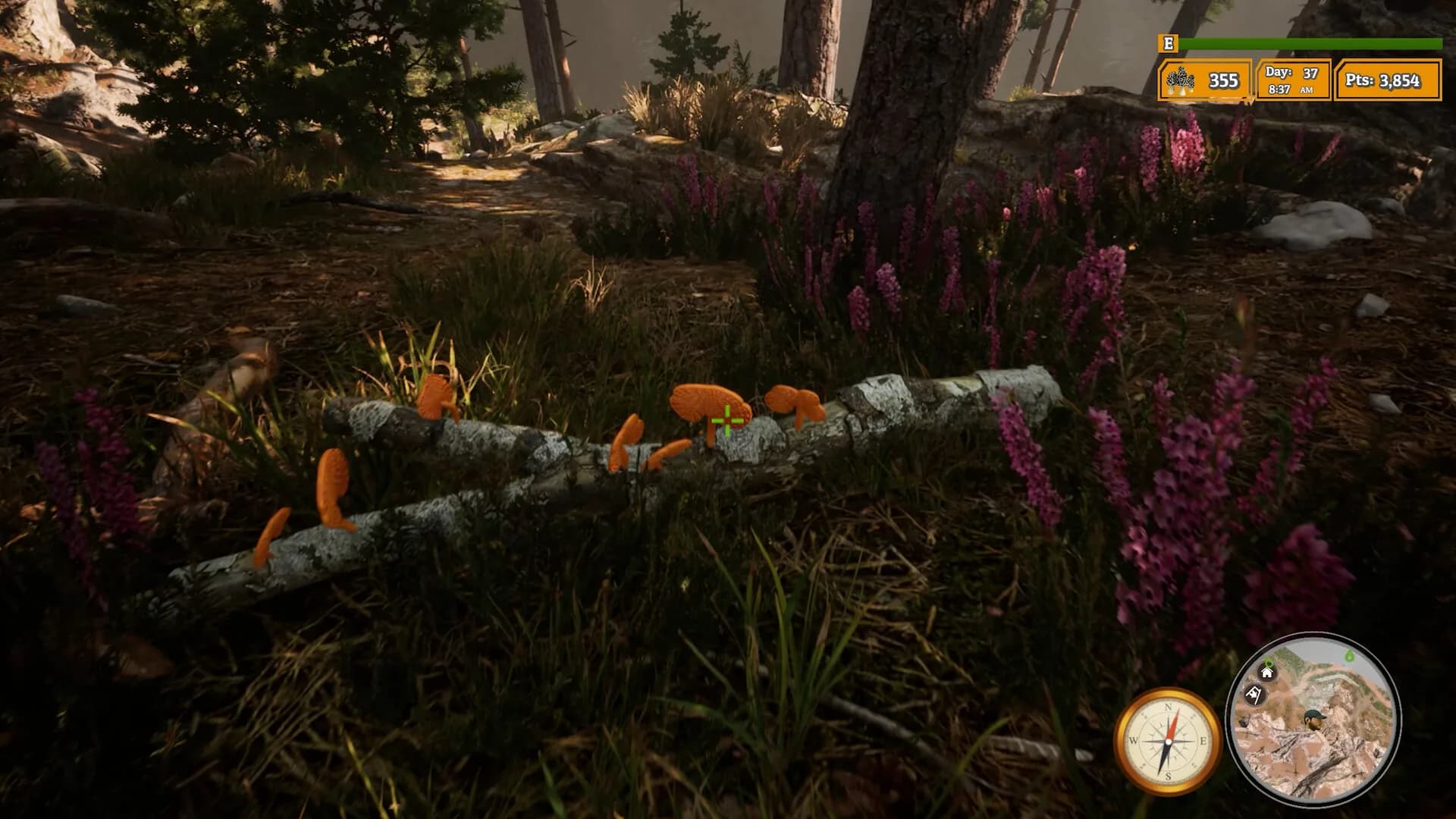 Morels: The Hunt 2 görsel 5