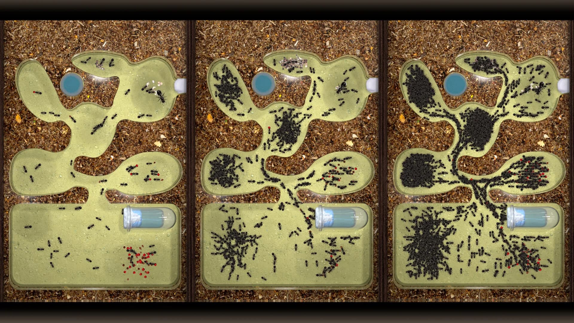 Ant Farm Simulator görsel 2