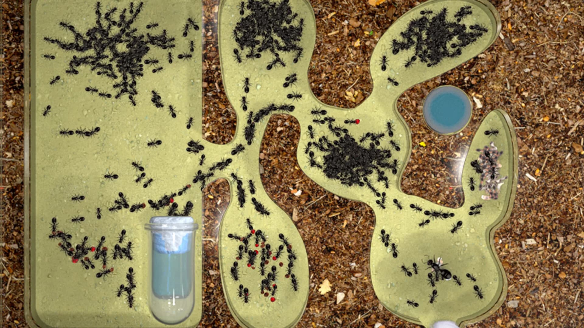 Ant Farm Simulator görsel 3