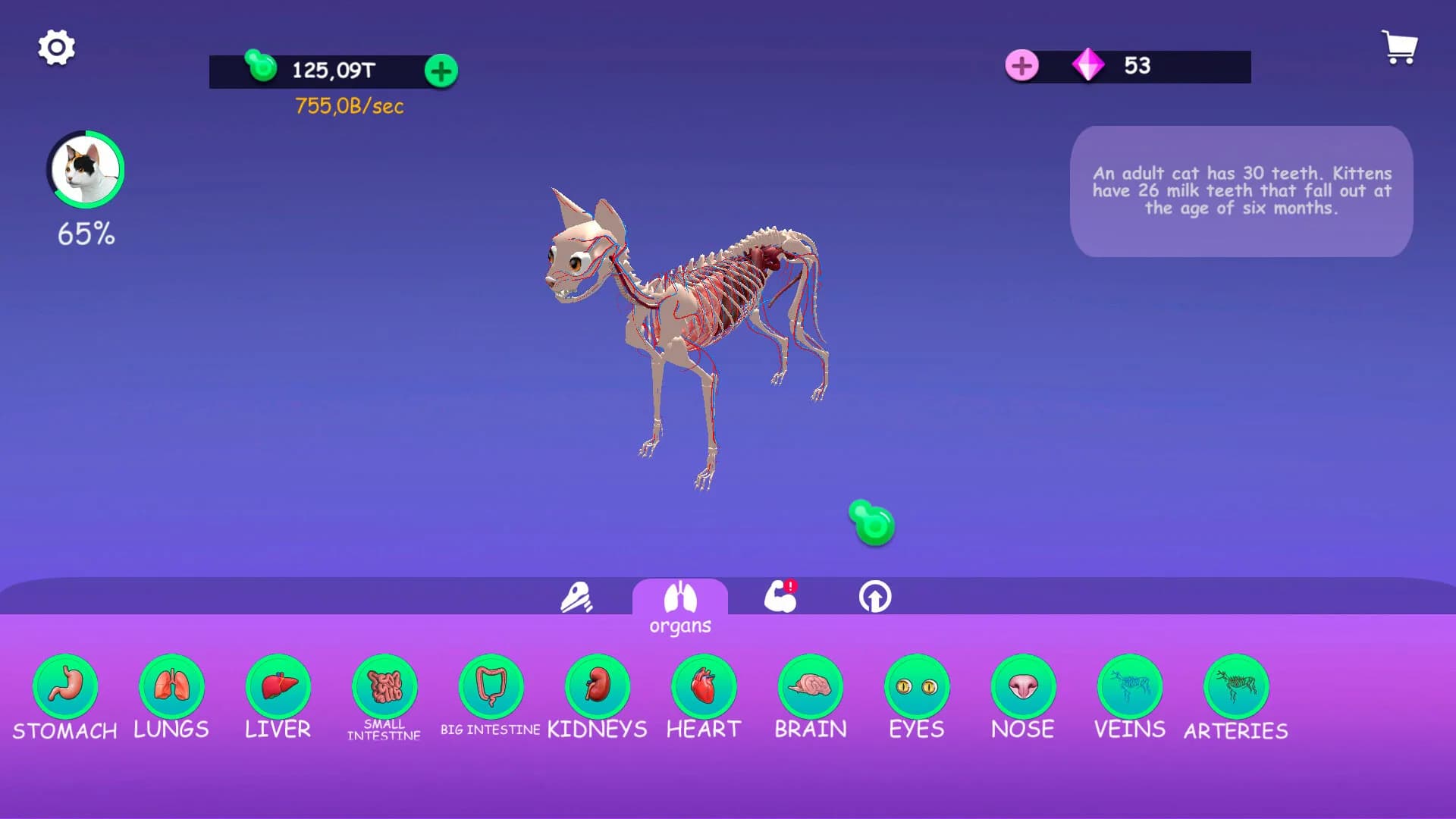 IDLE Animal Anatomy görsel 2