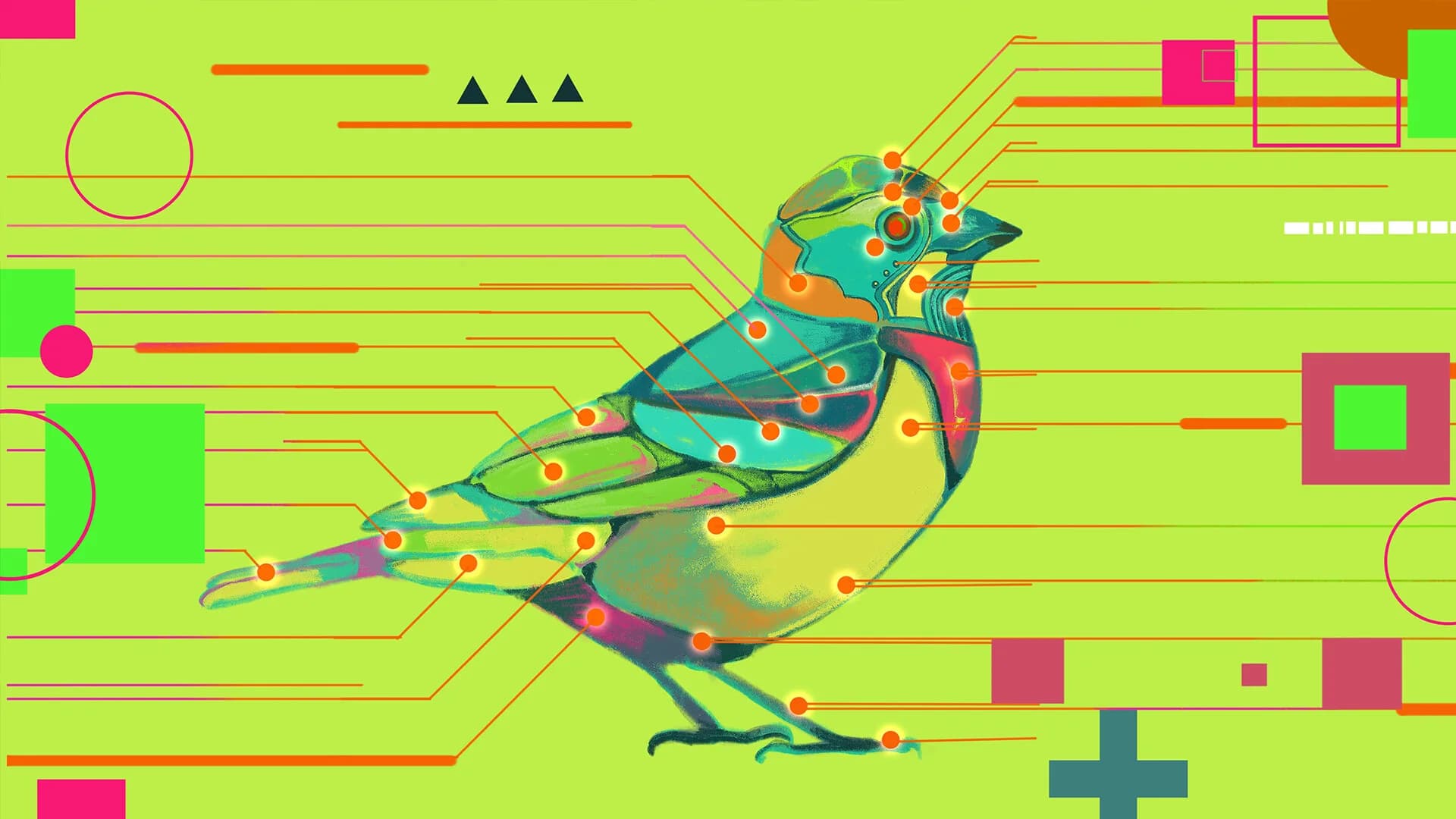 Avian Enigma görsel 2
