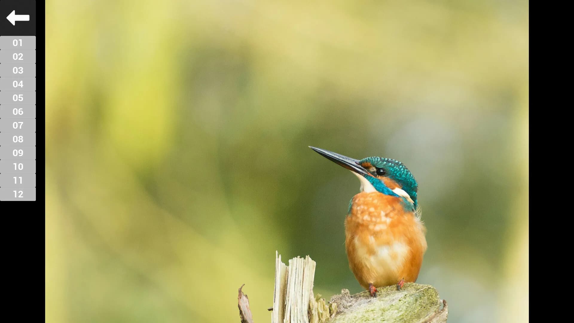 Bird Feather: Aquamarine World görsel 6