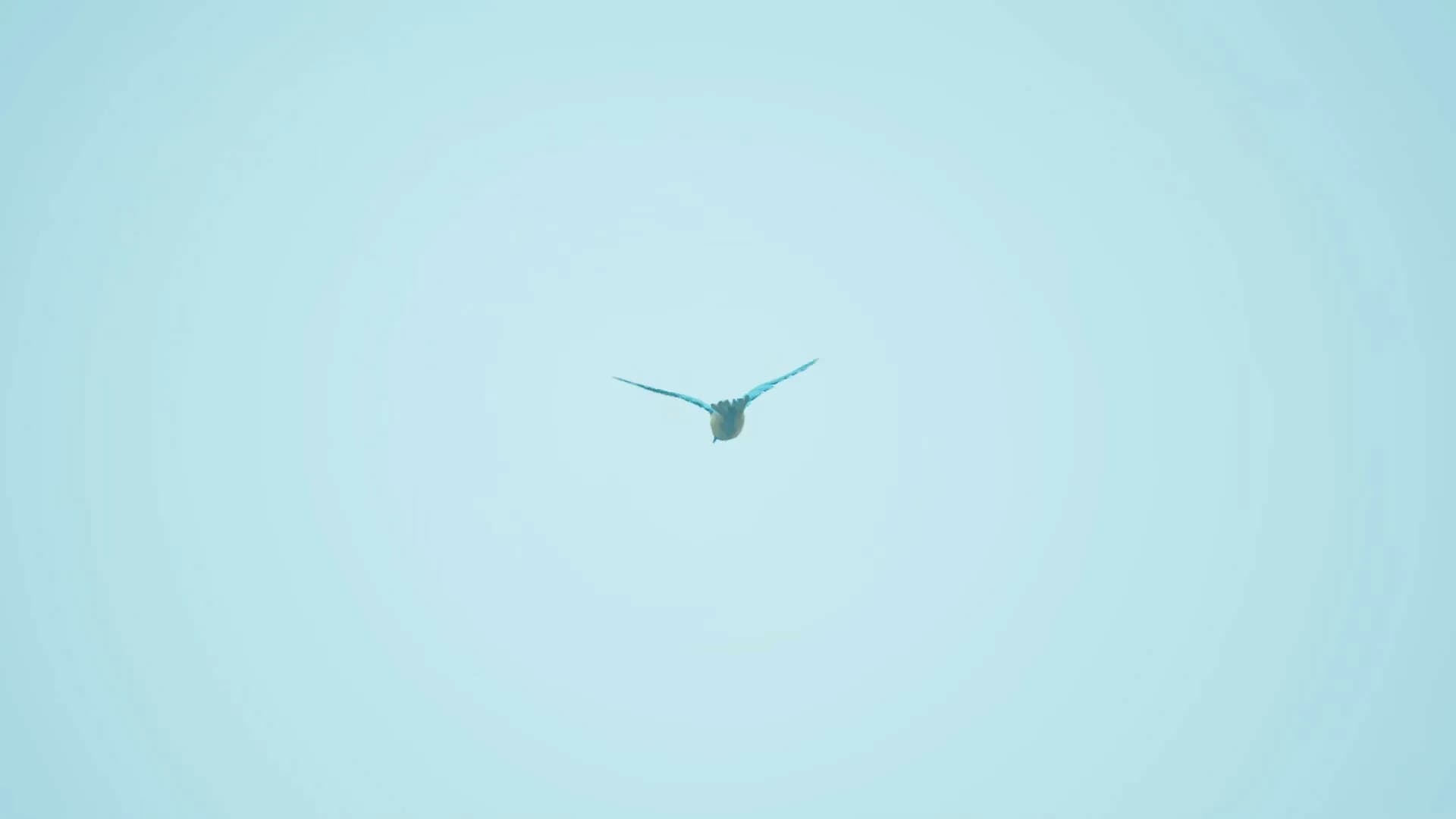 Bird Feather: Aquamarine World görsel 7