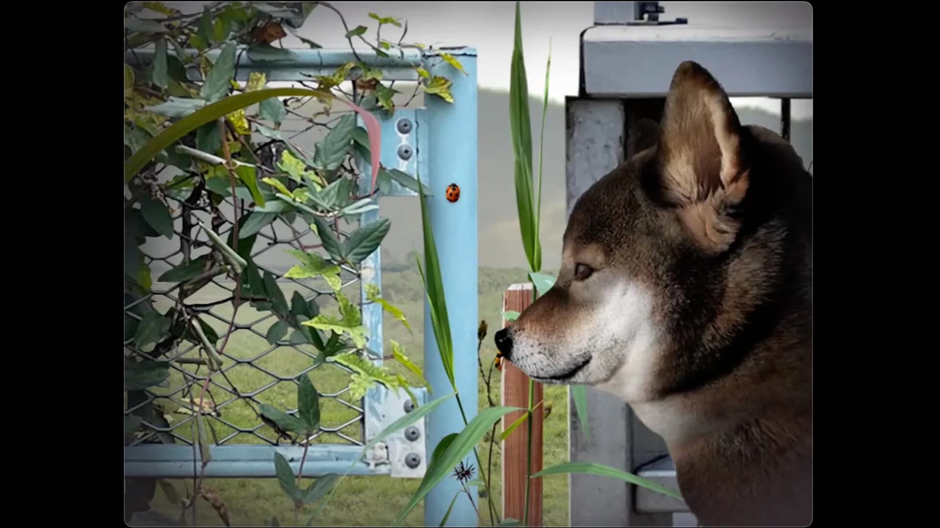 Tsugunohi -Pocky dog’s adventure- görsel 2
