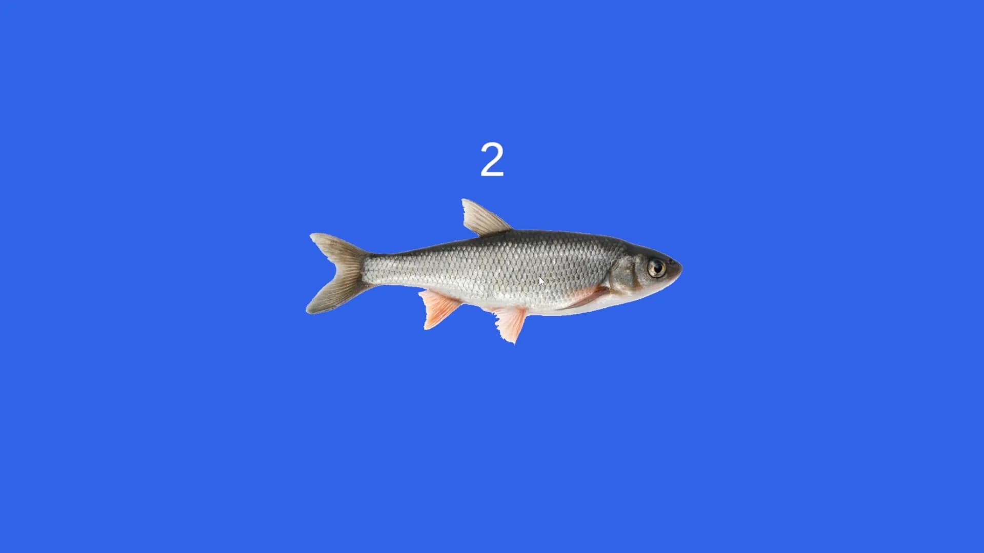 Fish görsel 4