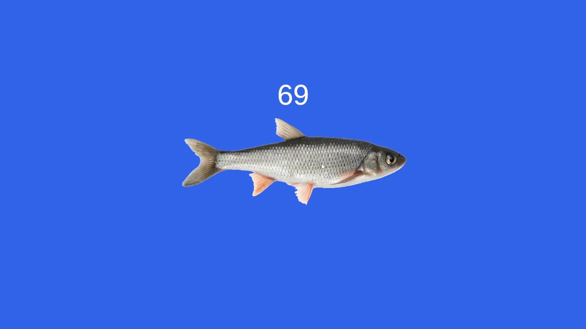 Fish görsel 5