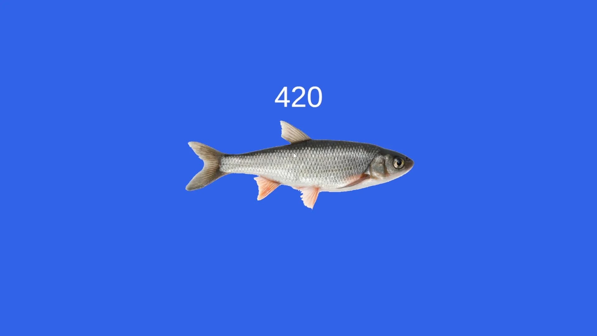 Fish görsel 6