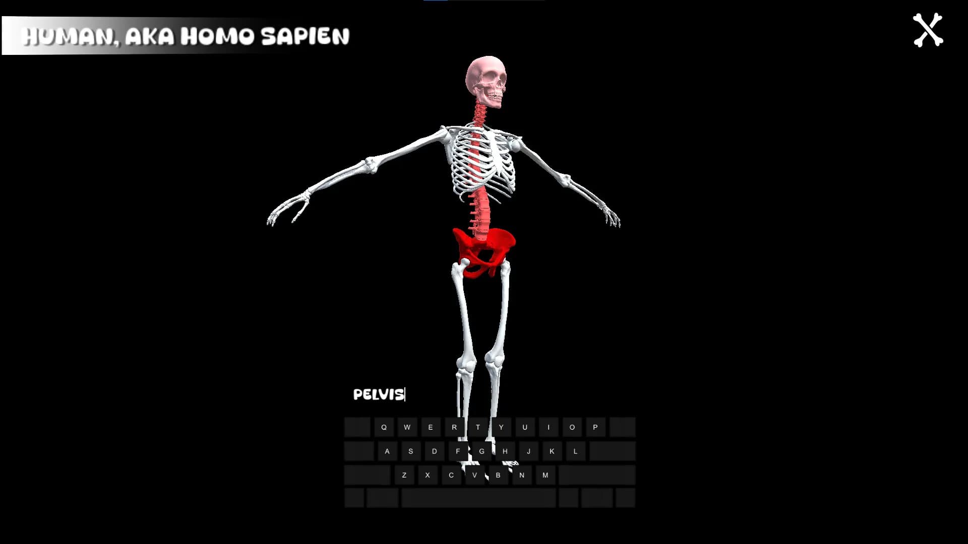 BONLE görsel 3